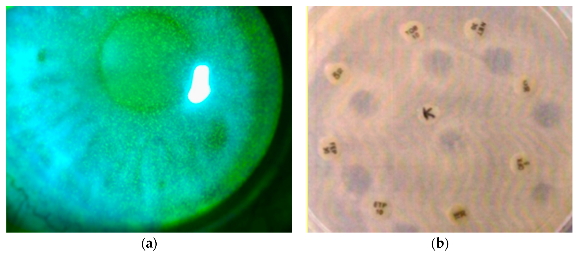 Microorganisms 12 02277 g001