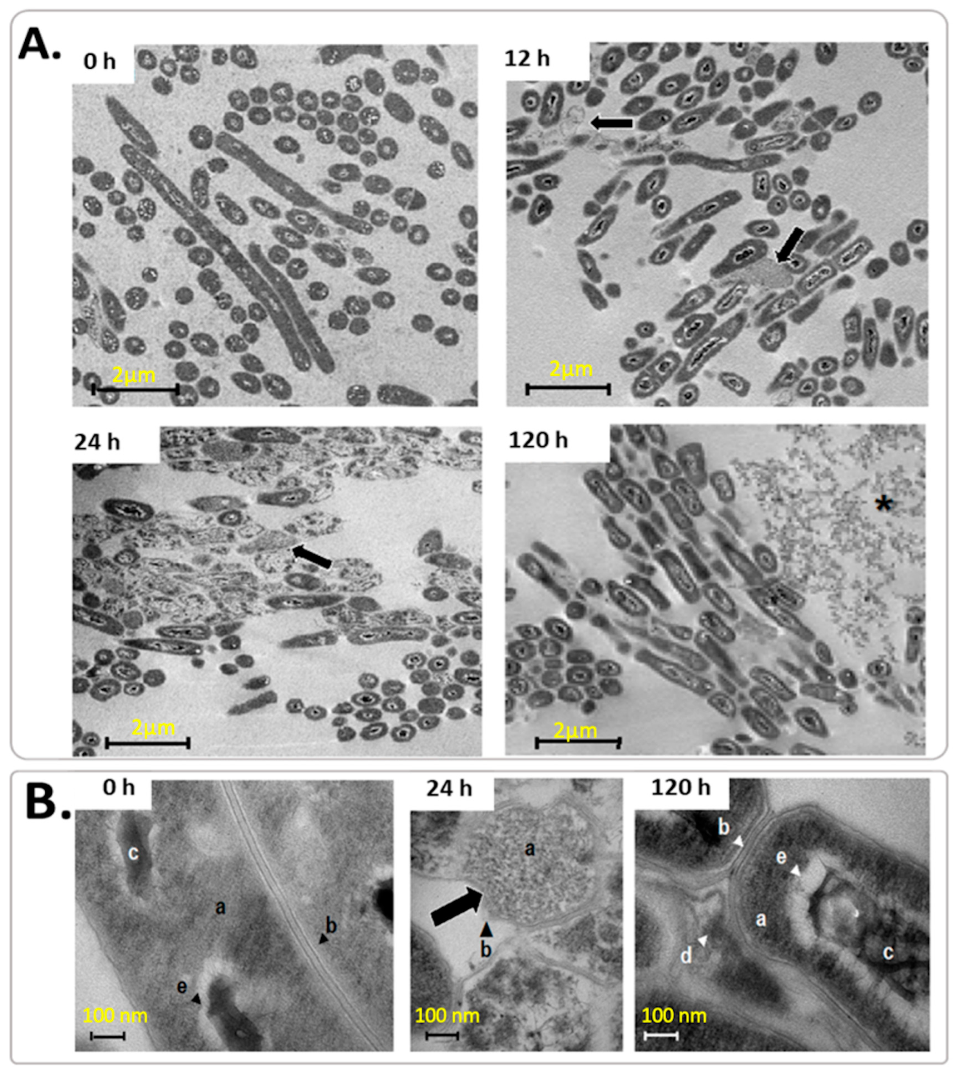 Microorganisms 12 02280 g005 Microorganisms 12 02280 g005