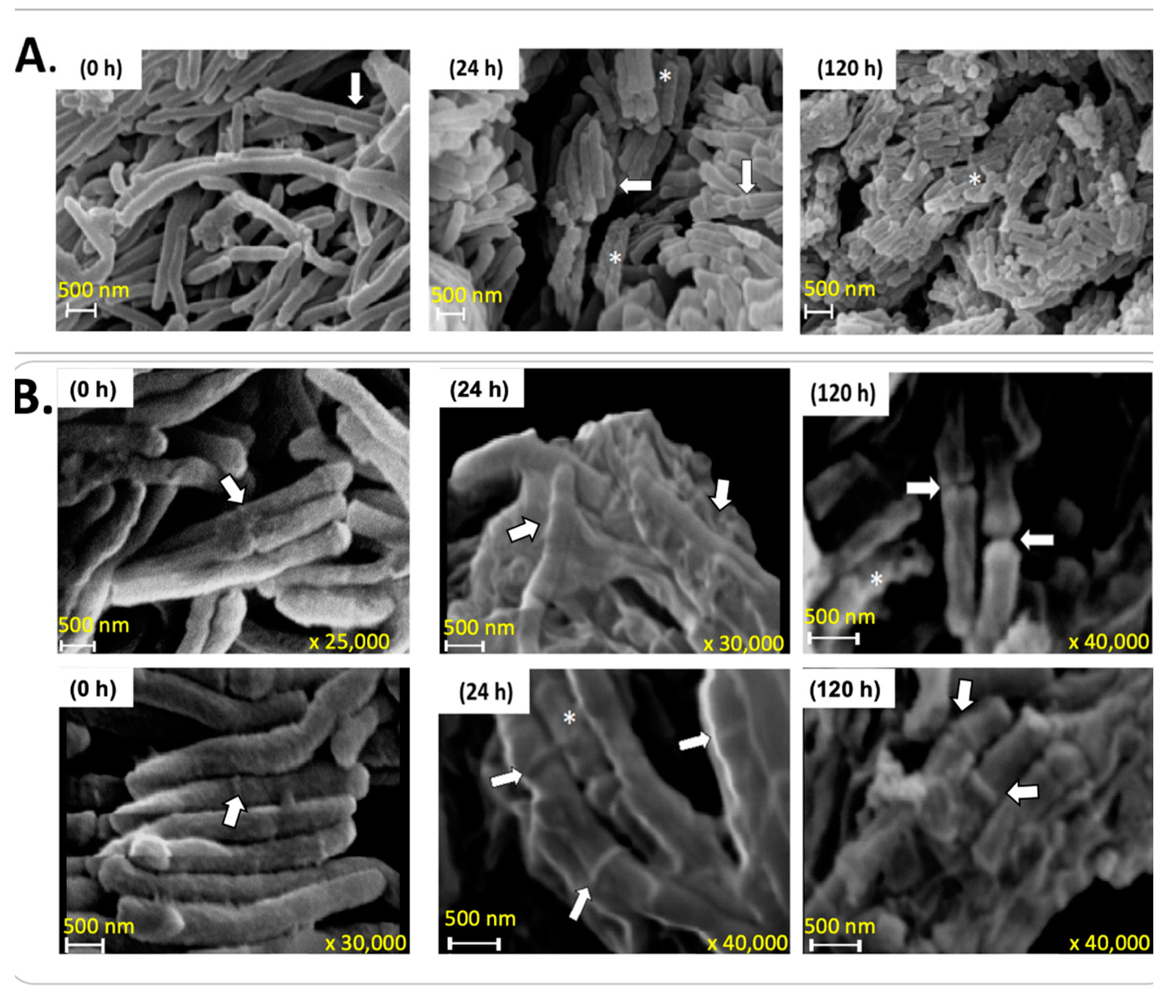 Microorganisms 12 02280 g006 Microorganisms 12 02280 g006