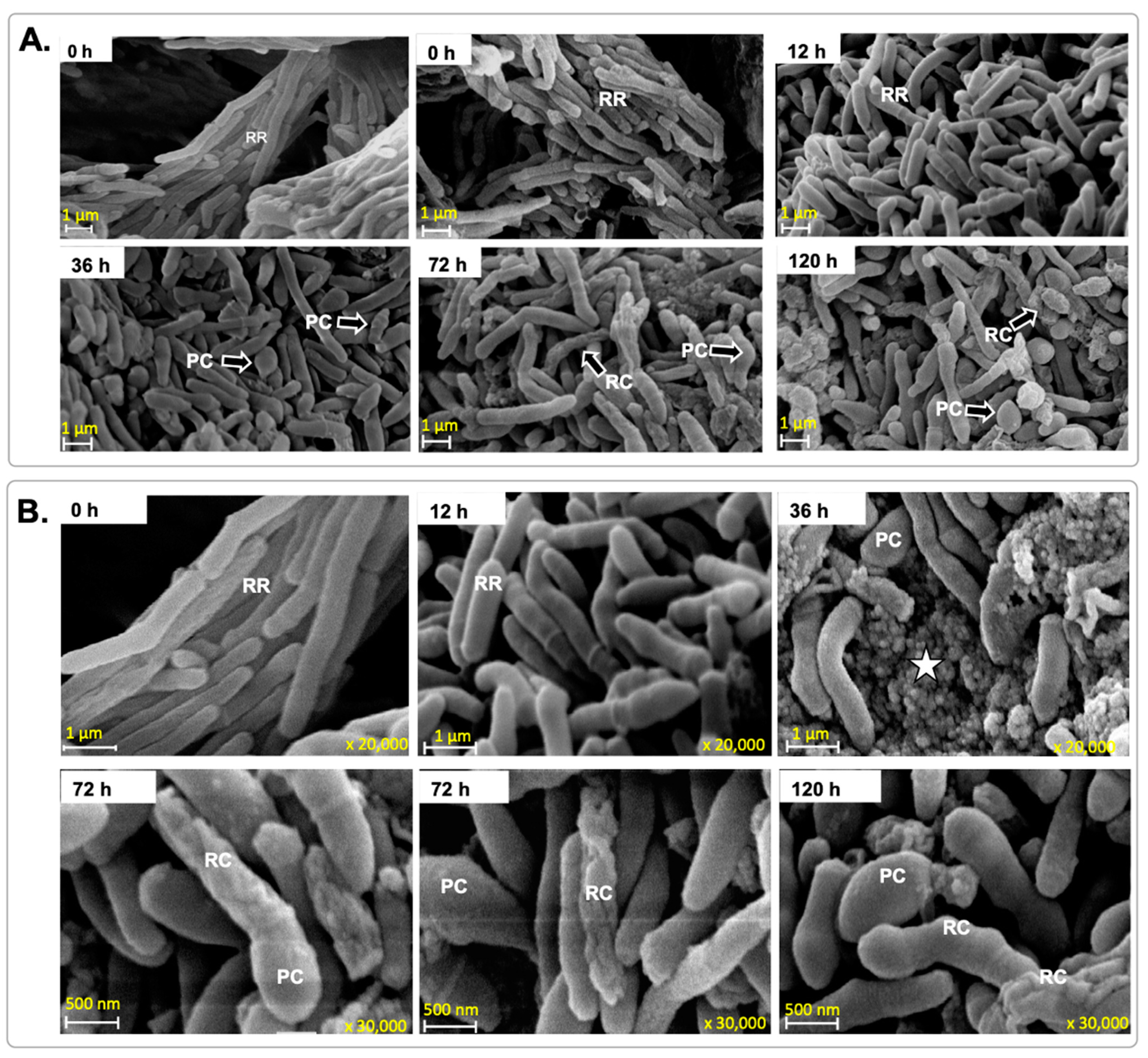 Microorganisms 12 02280 g007 Microorganisms 12 02280 g007
