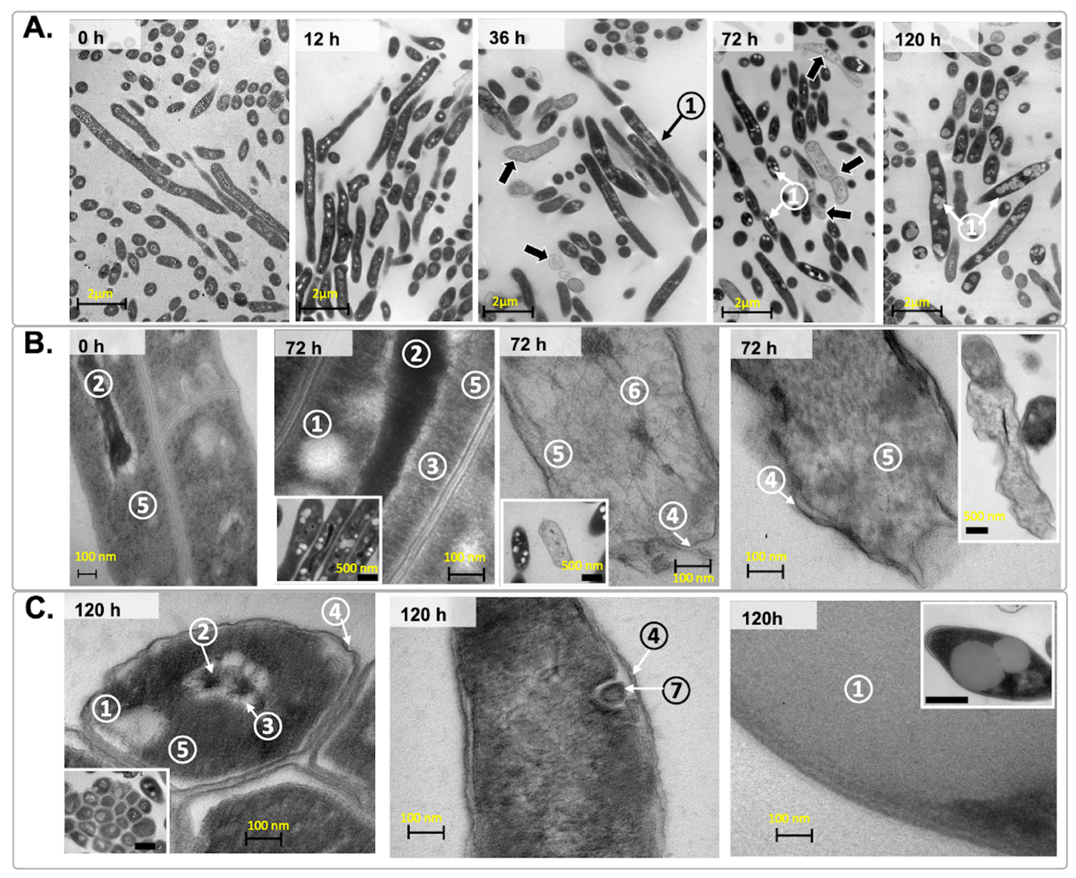 Microorganisms 12 02280 g008 Microorganisms 12 02280 g008