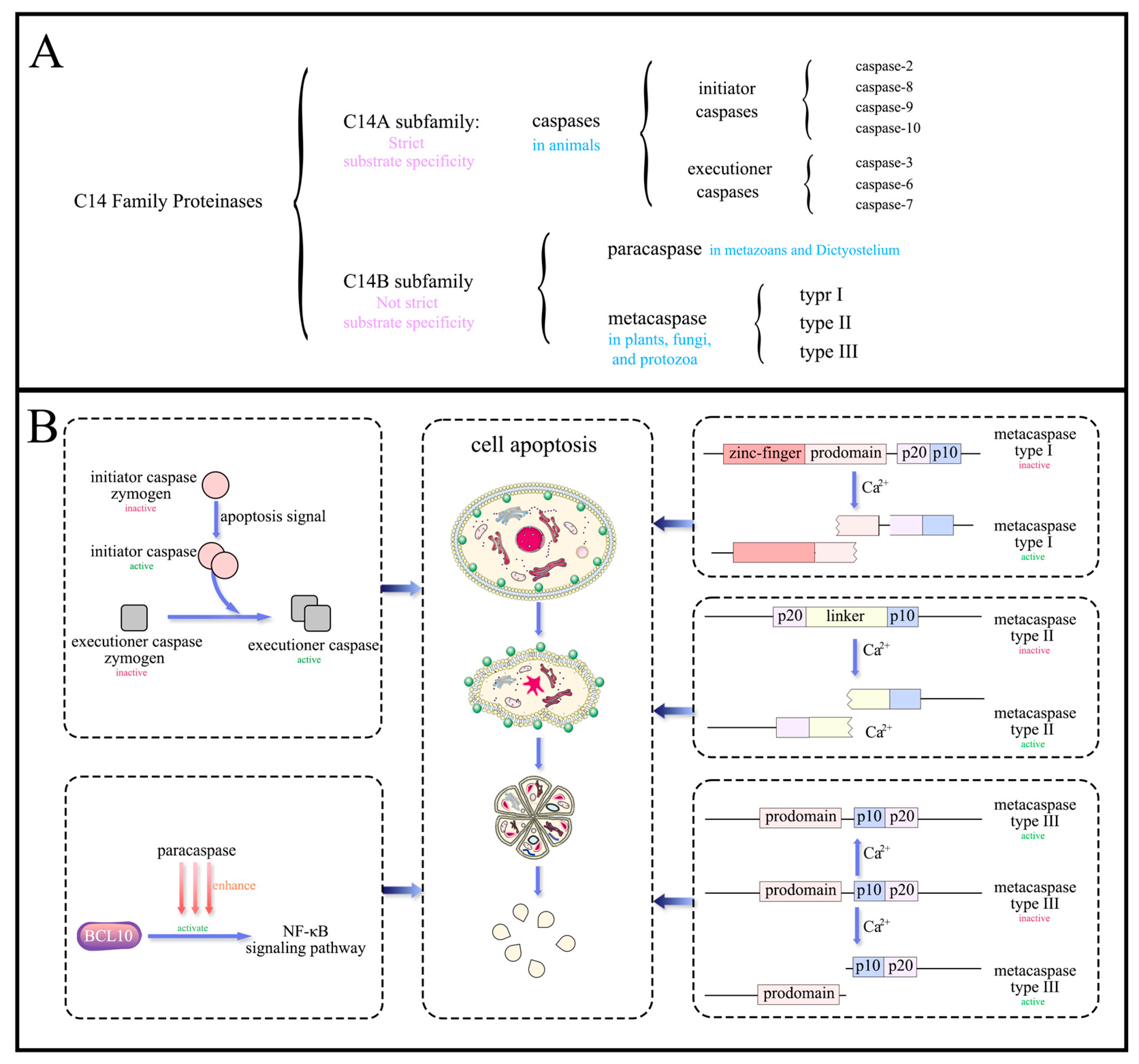 Microorganisms 12 02289 g001