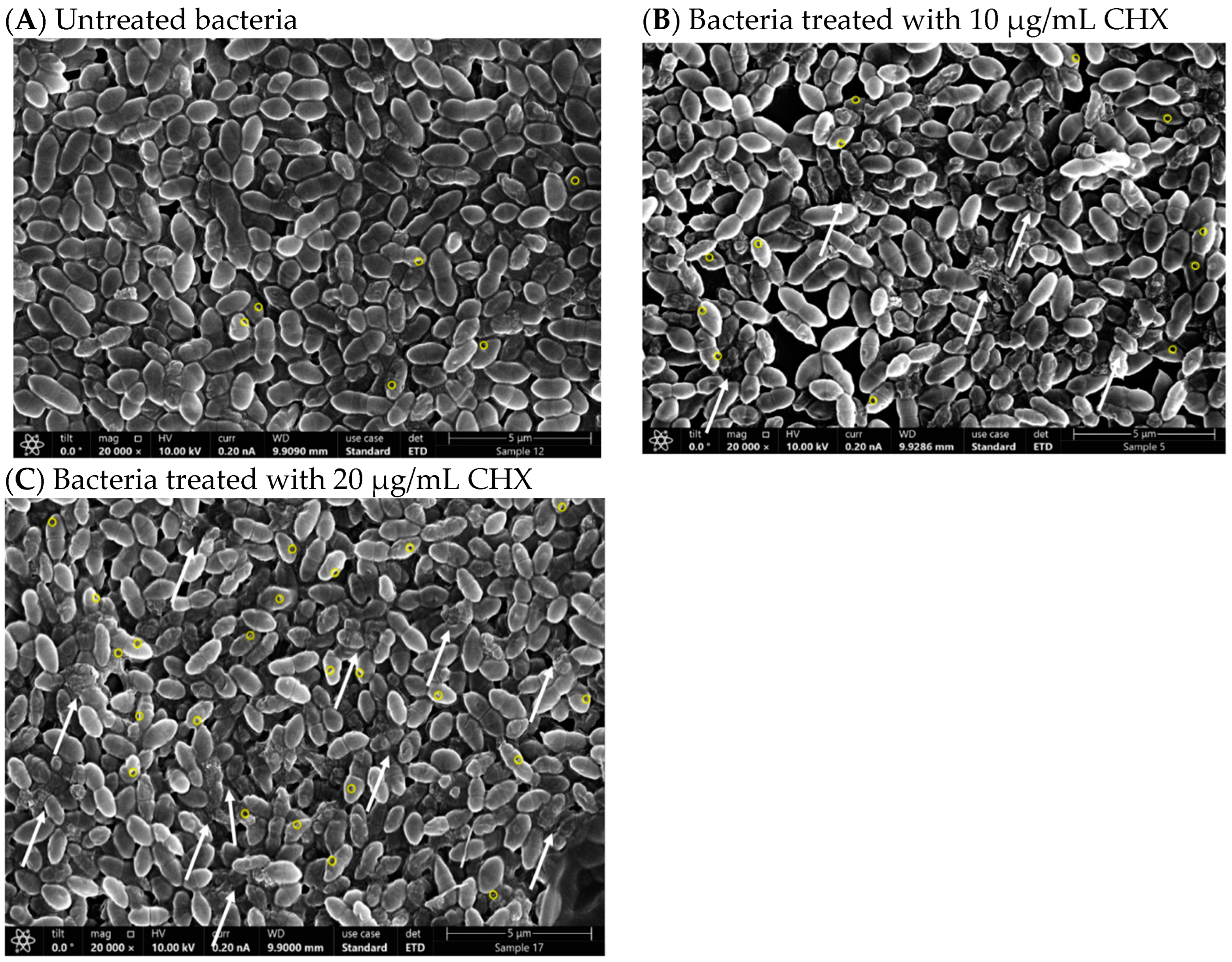 Microorganisms 12 02297 g006a