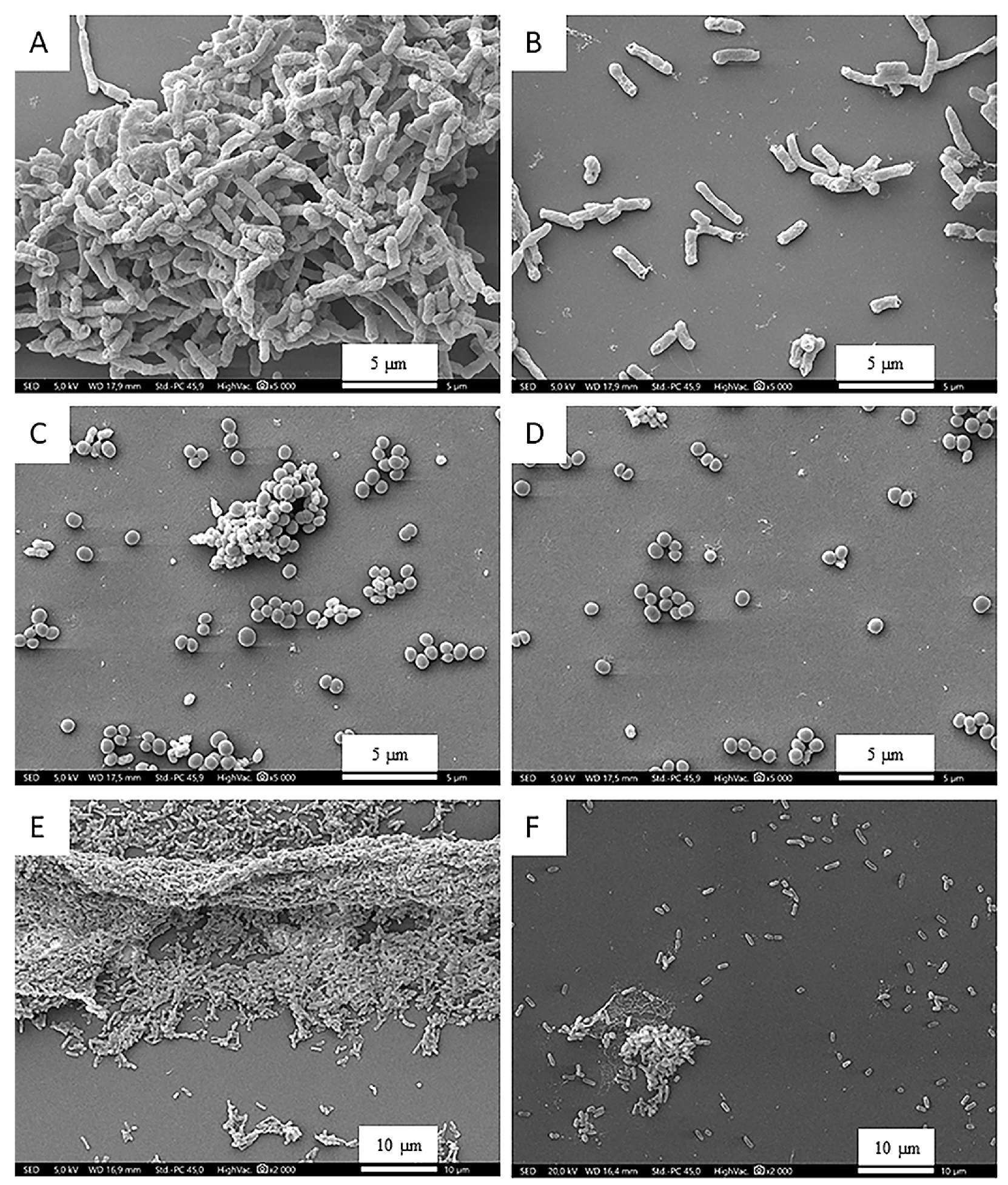 Microorganisms 12 02309 g002