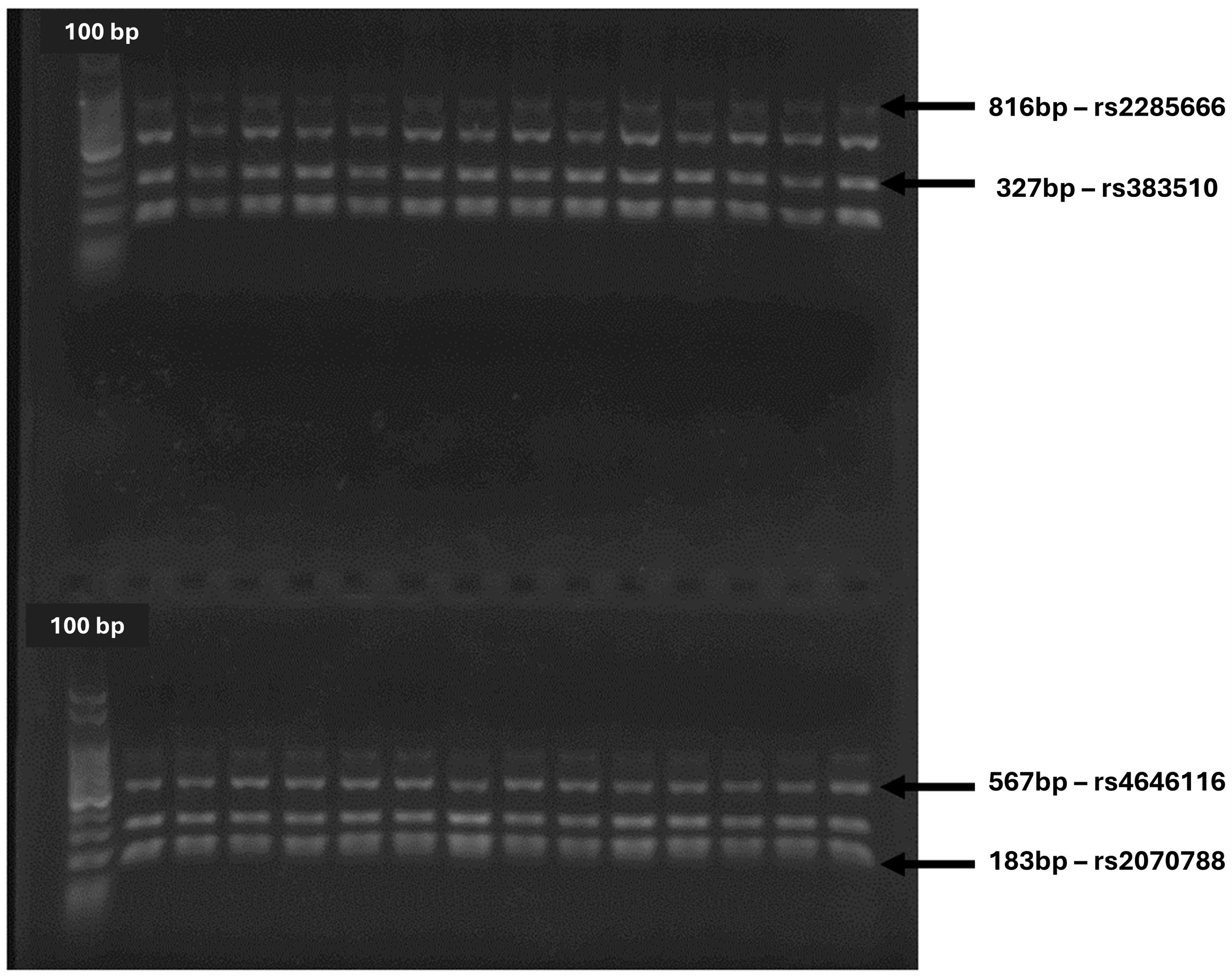 Microorganisms 12 02312 g005