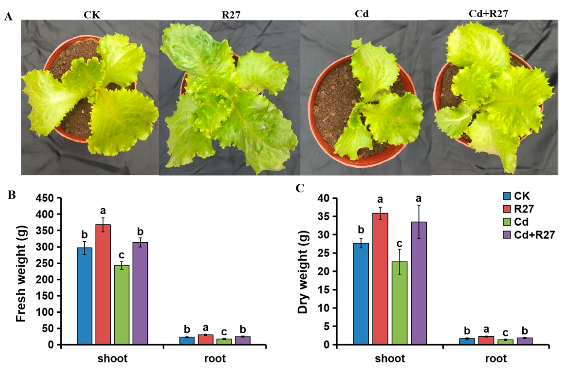 Microorganisms 12 02321 g005 Microorganisms 12 02321 g005