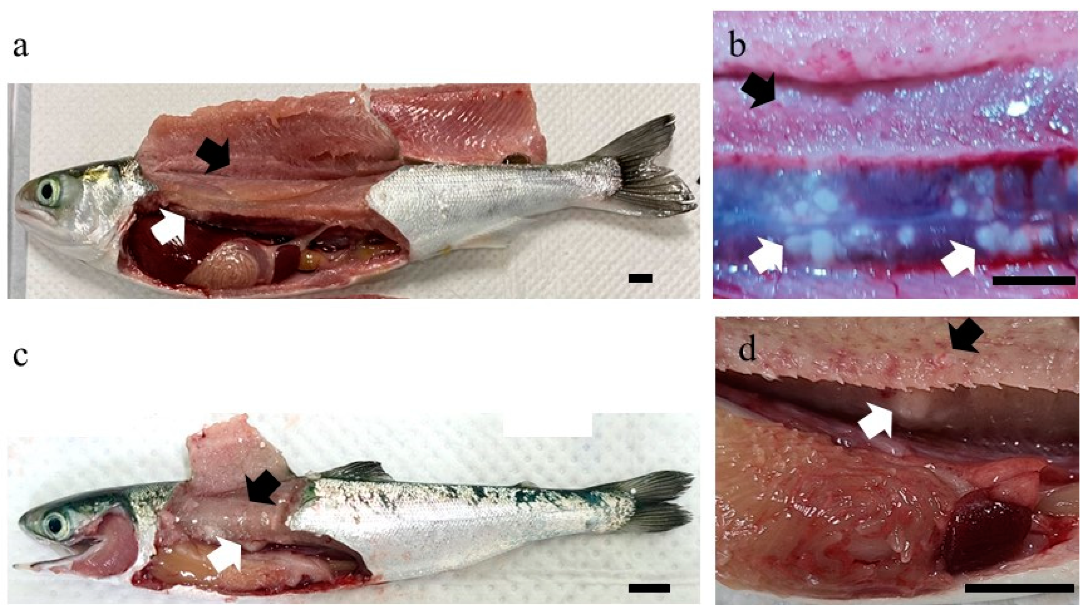 Microorganisms 12 02329 g003 Microorganisms 12 02329 g003