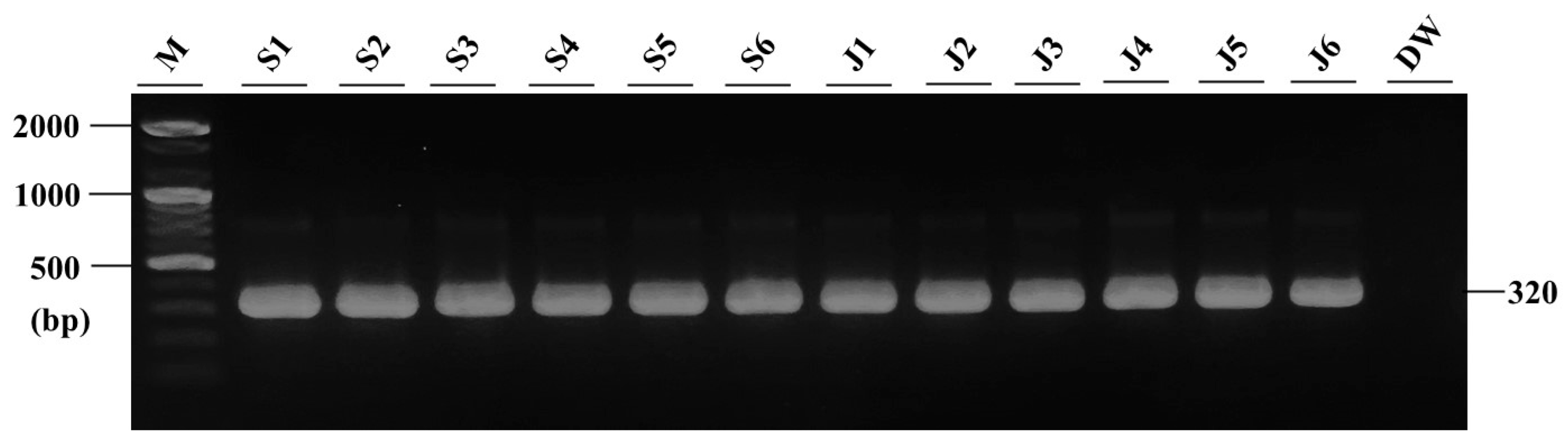 Microorganisms 12 02329 g006 Microorganisms 12 02329 g006
