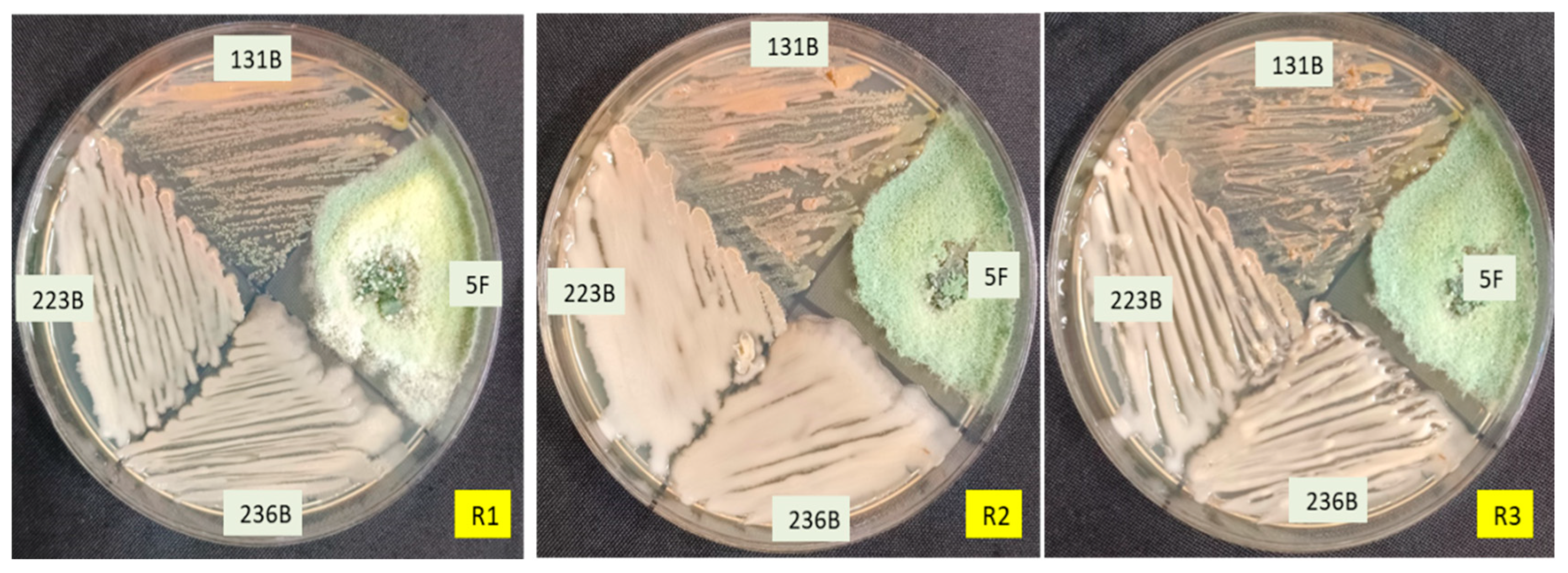 Microorganisms 12 02331 g006