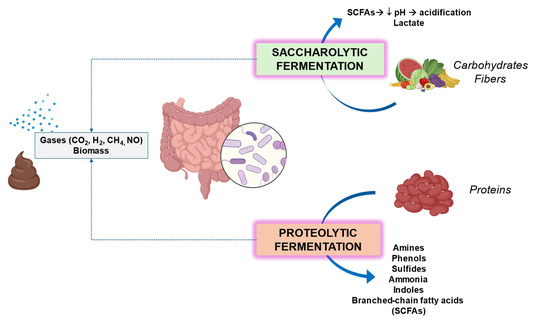 Unraveling the Role of the Human Gut Microbiome in Health