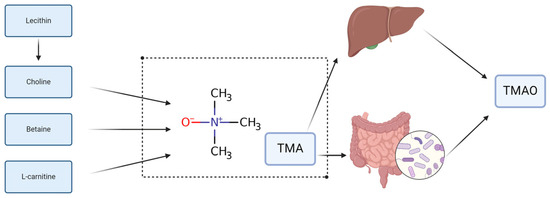 Intestinal Insights: The Gut Microbiome's Role in Atherosclerotic Disease: A Narrative Review Intestinal Insights: The Gut Microbiome's Role in Atherosclerotic Disease: A Narrative Review