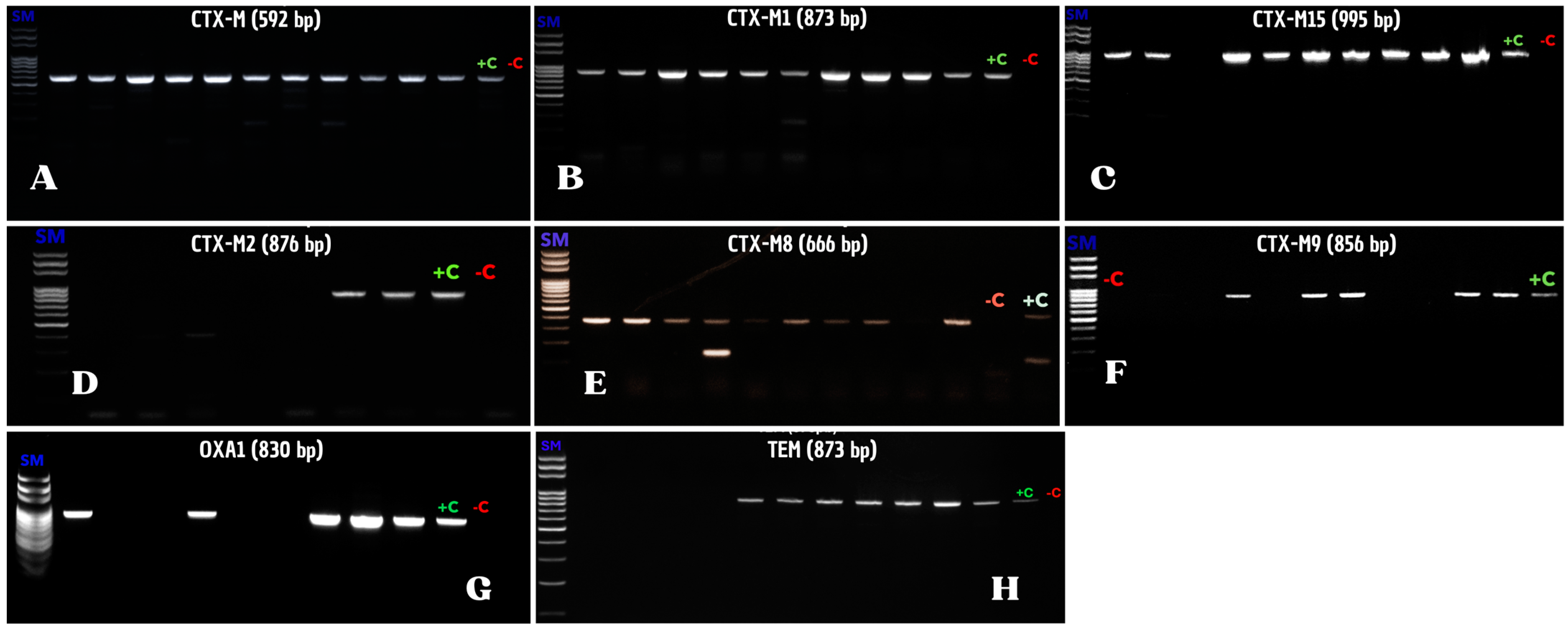 Microorganisms 12 02357 g001