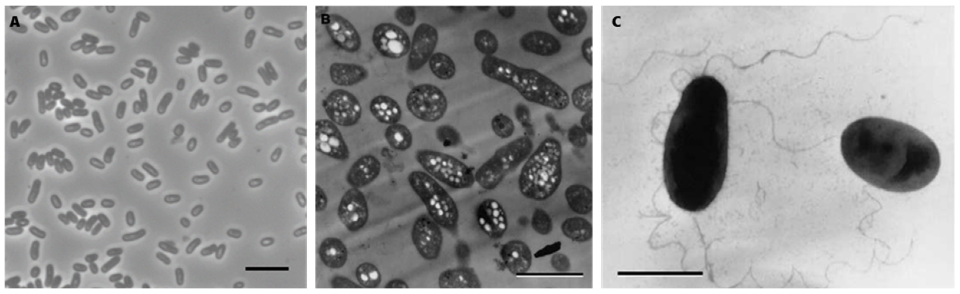 Microorganisms 12 02359 g002
