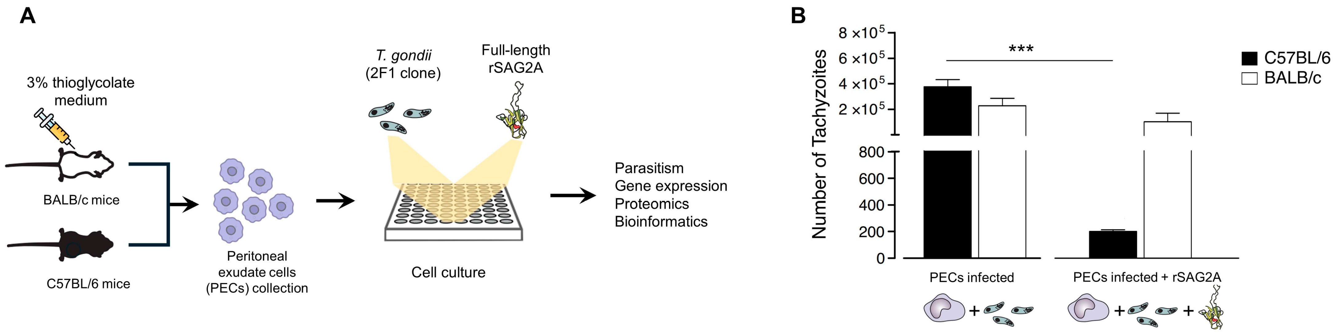 Microorganisms 12 02366 g001
