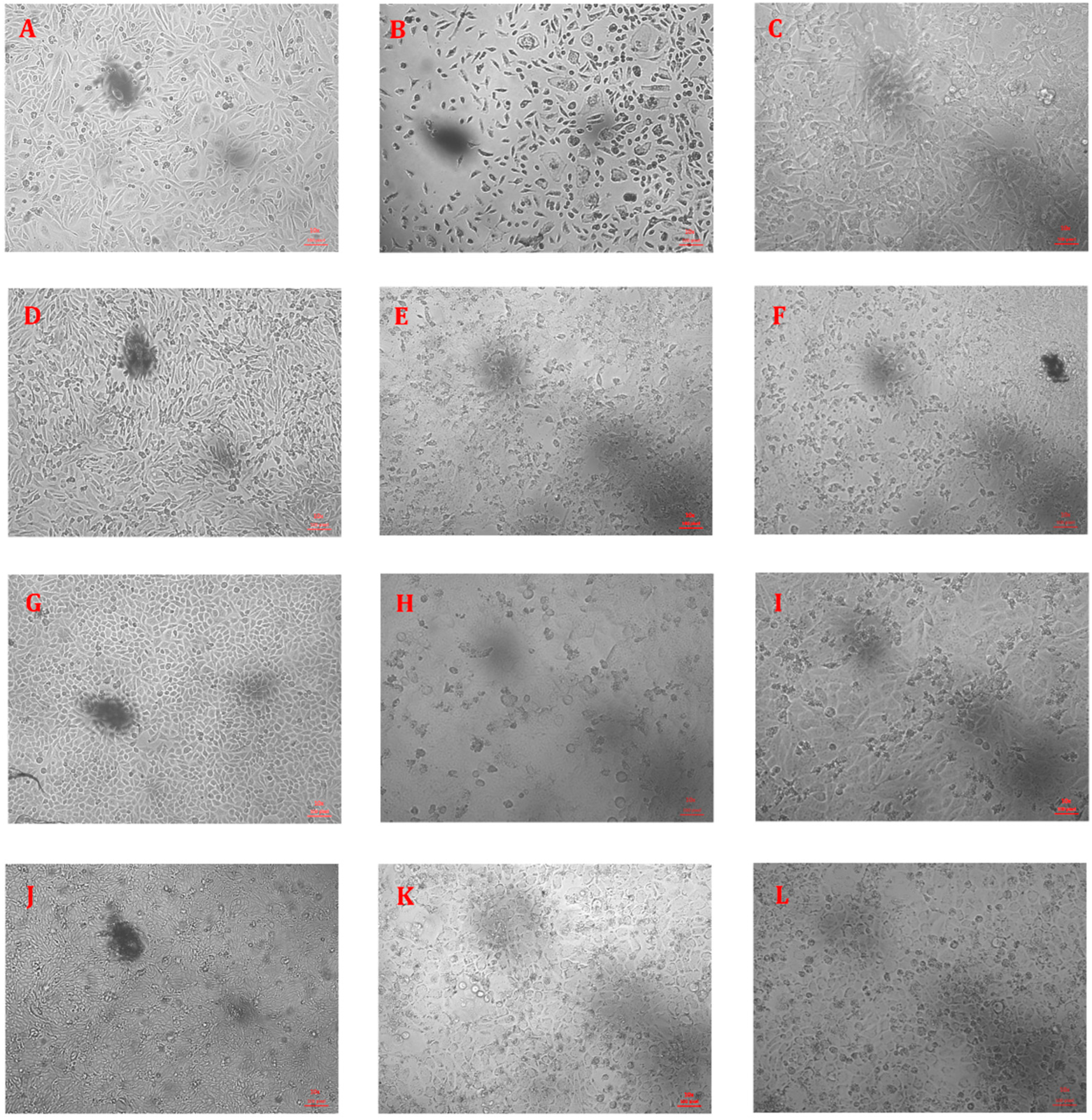 Microorganisms 12 02370 g001