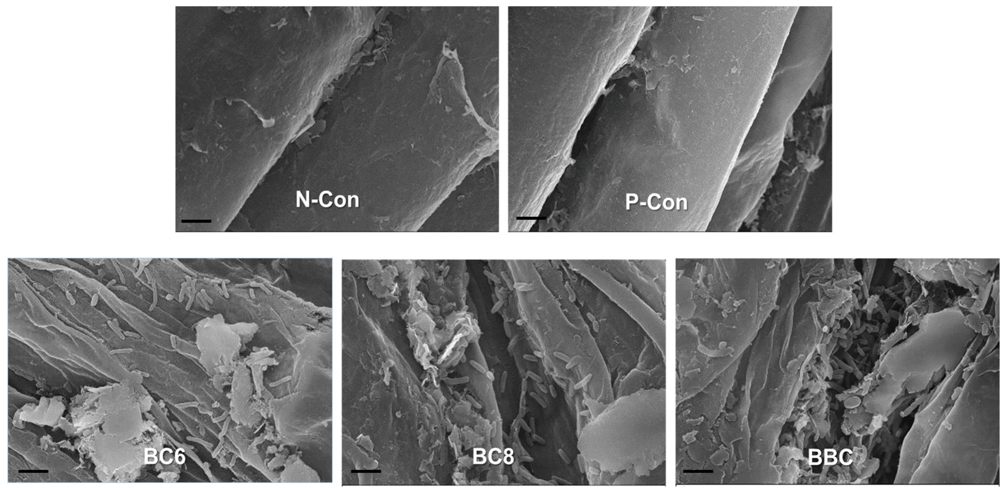 Microorganisms 12 02384 g005 Microorganisms 12 02384 g005