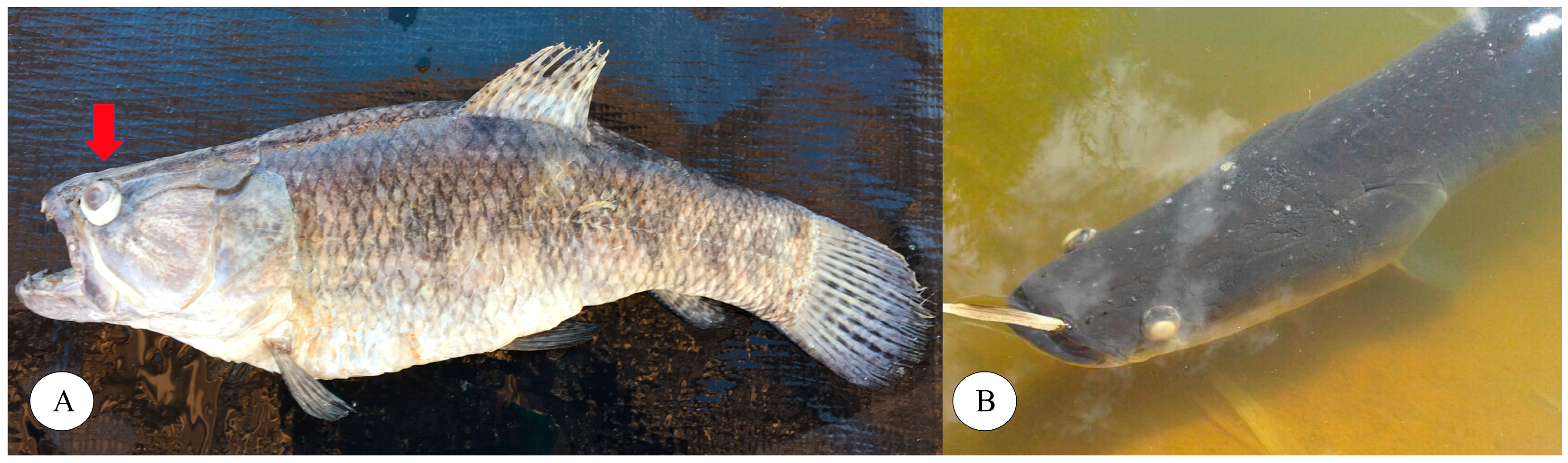 Microorganisms 12 02393 g001