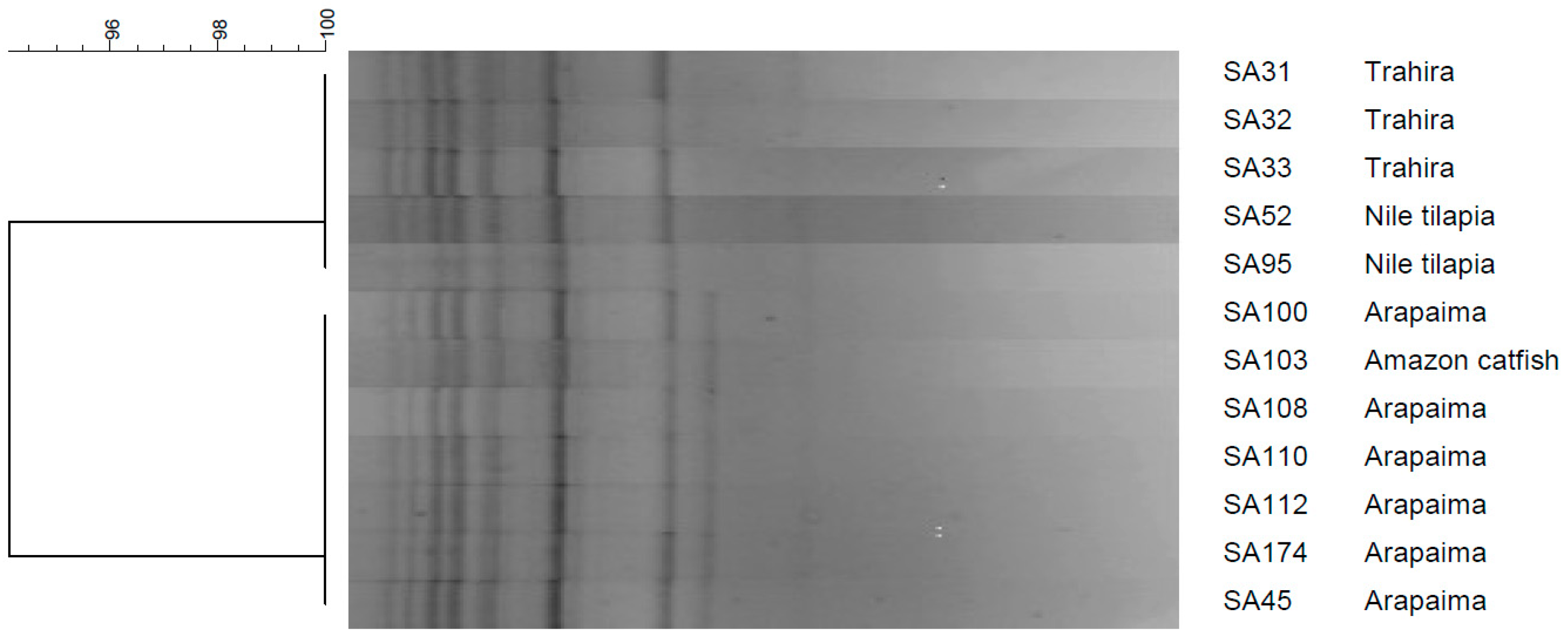 Microorganisms 12 02393 g002