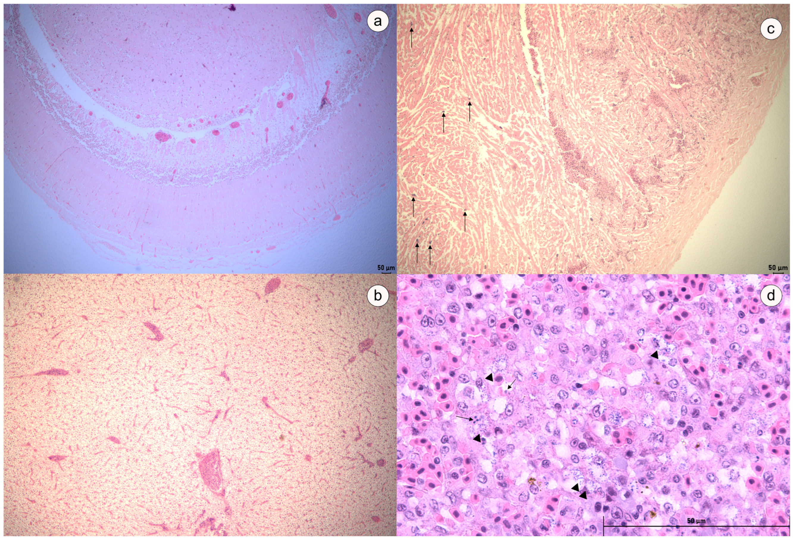 Microorganisms 12 02393 g005