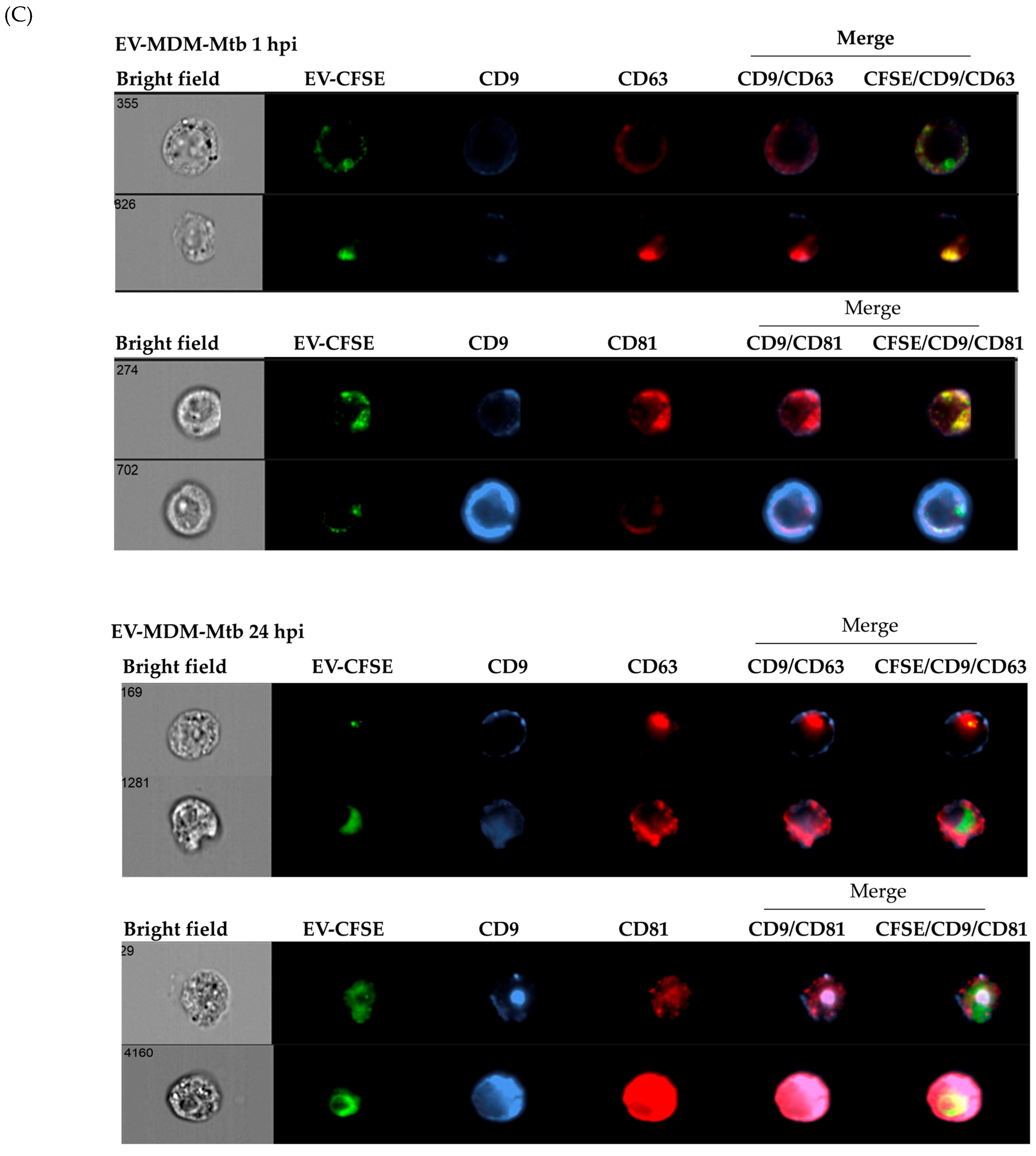 Microorganisms 12 02405 g001b