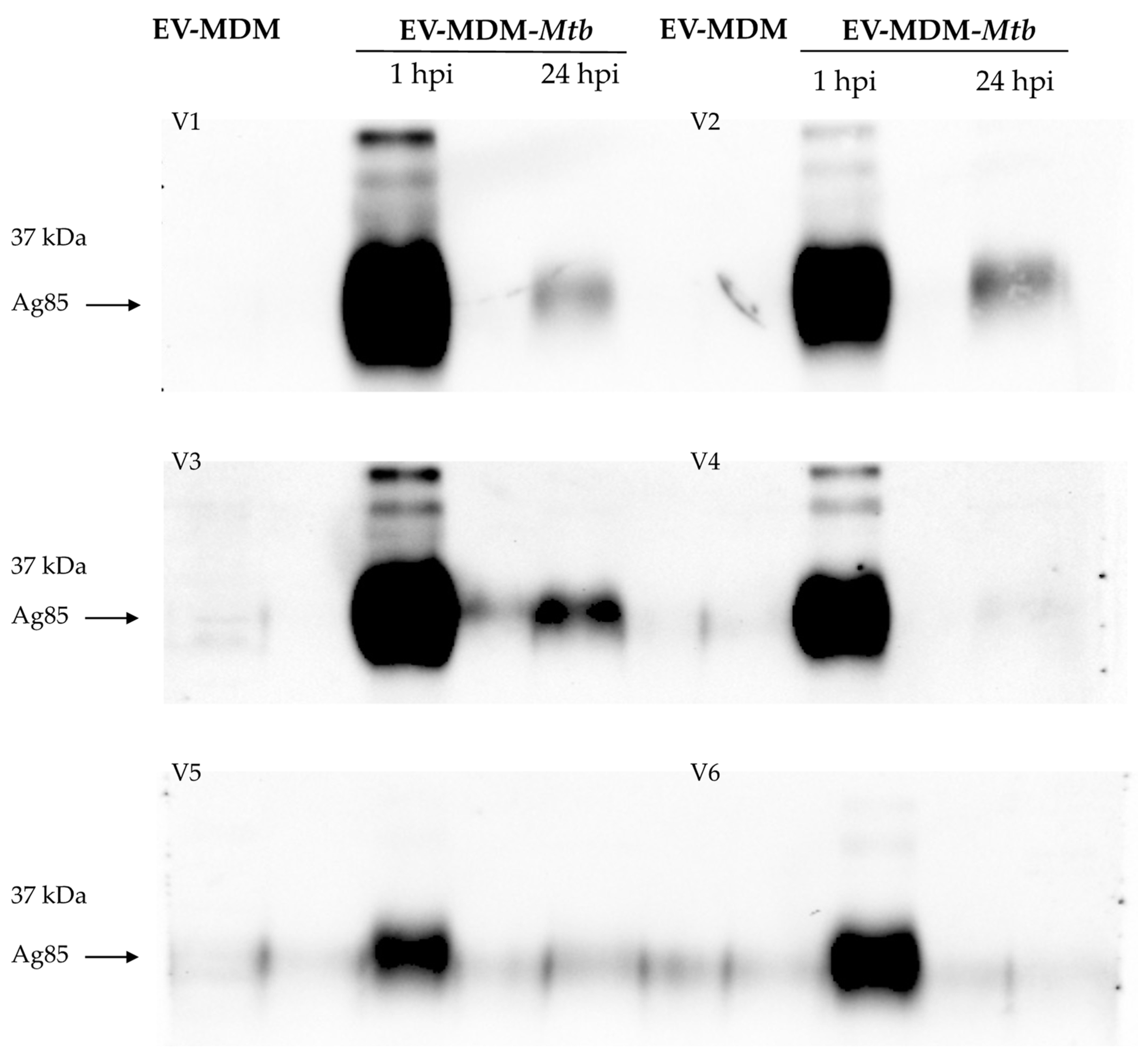 Microorganisms 12 02405 g003