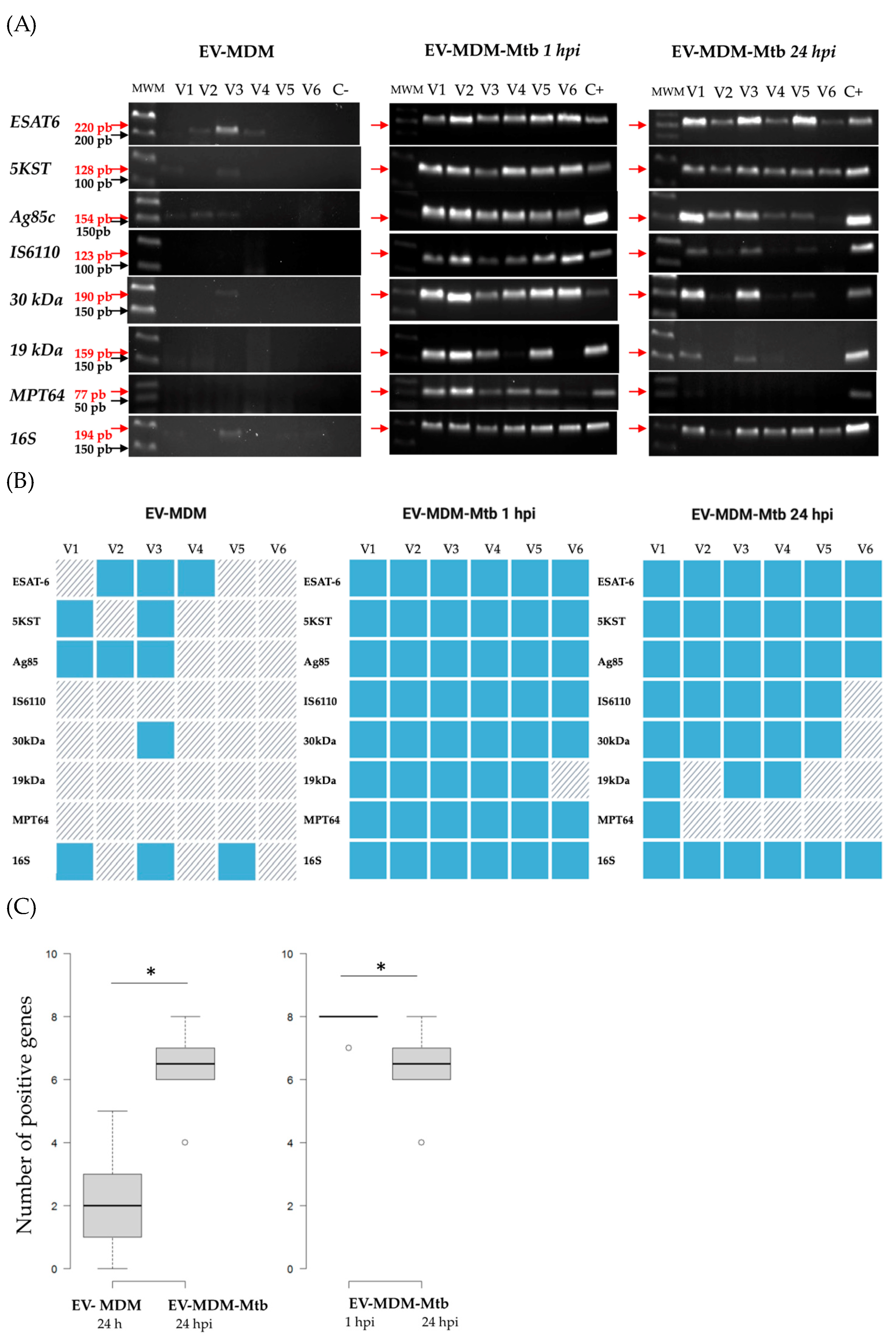 Microorganisms 12 02405 g004