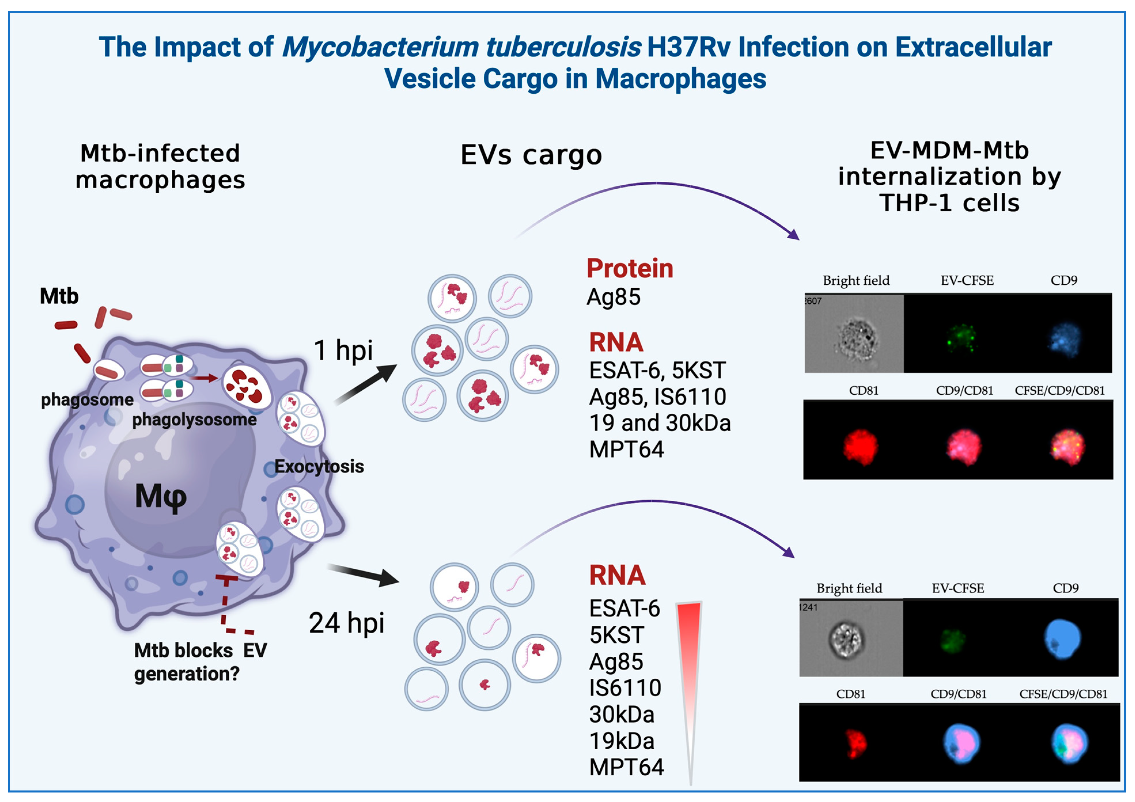 Microorganisms 12 02405 g005