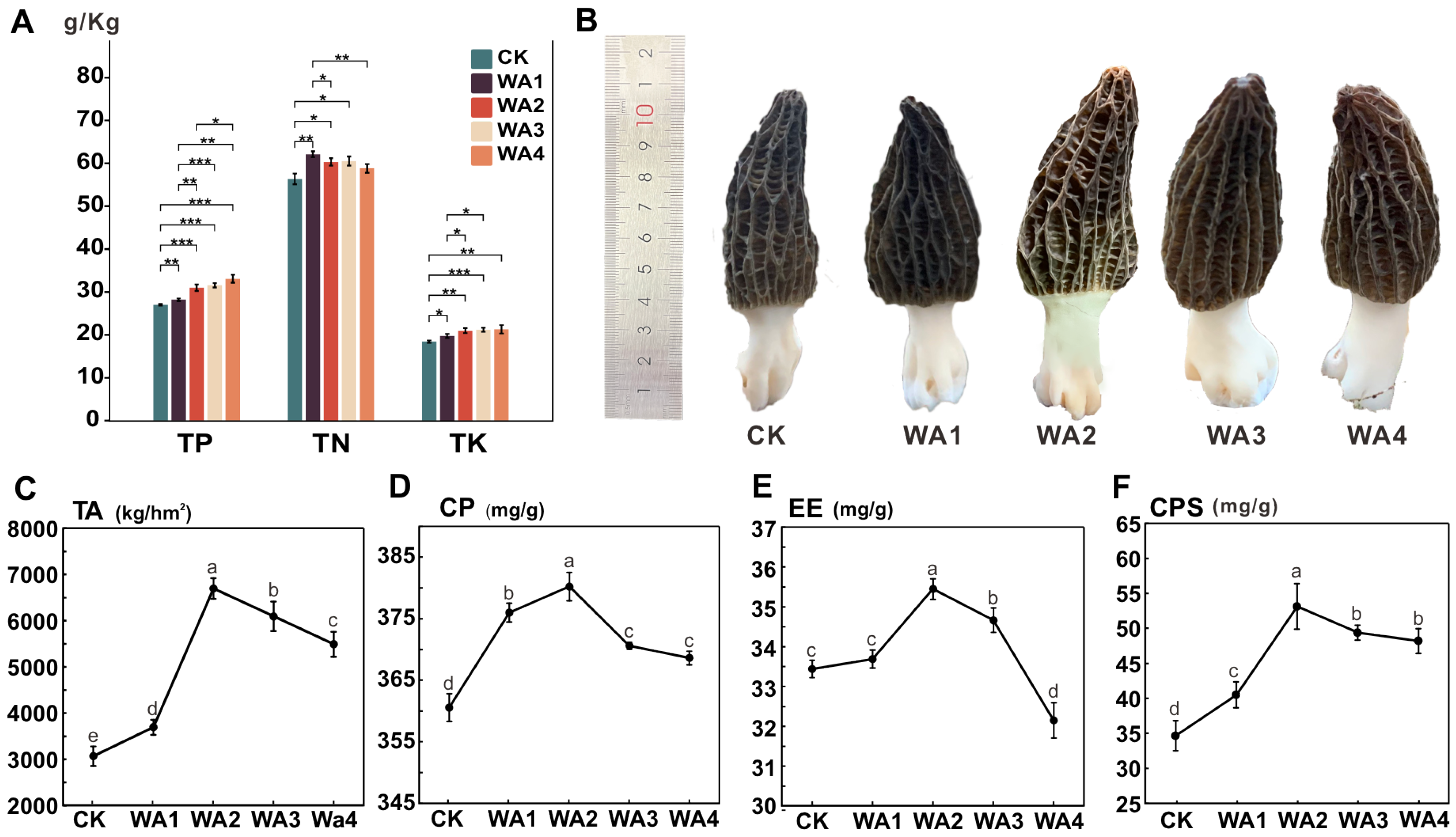 Enhancing Morchella Mushroom Yield and Quality Through the