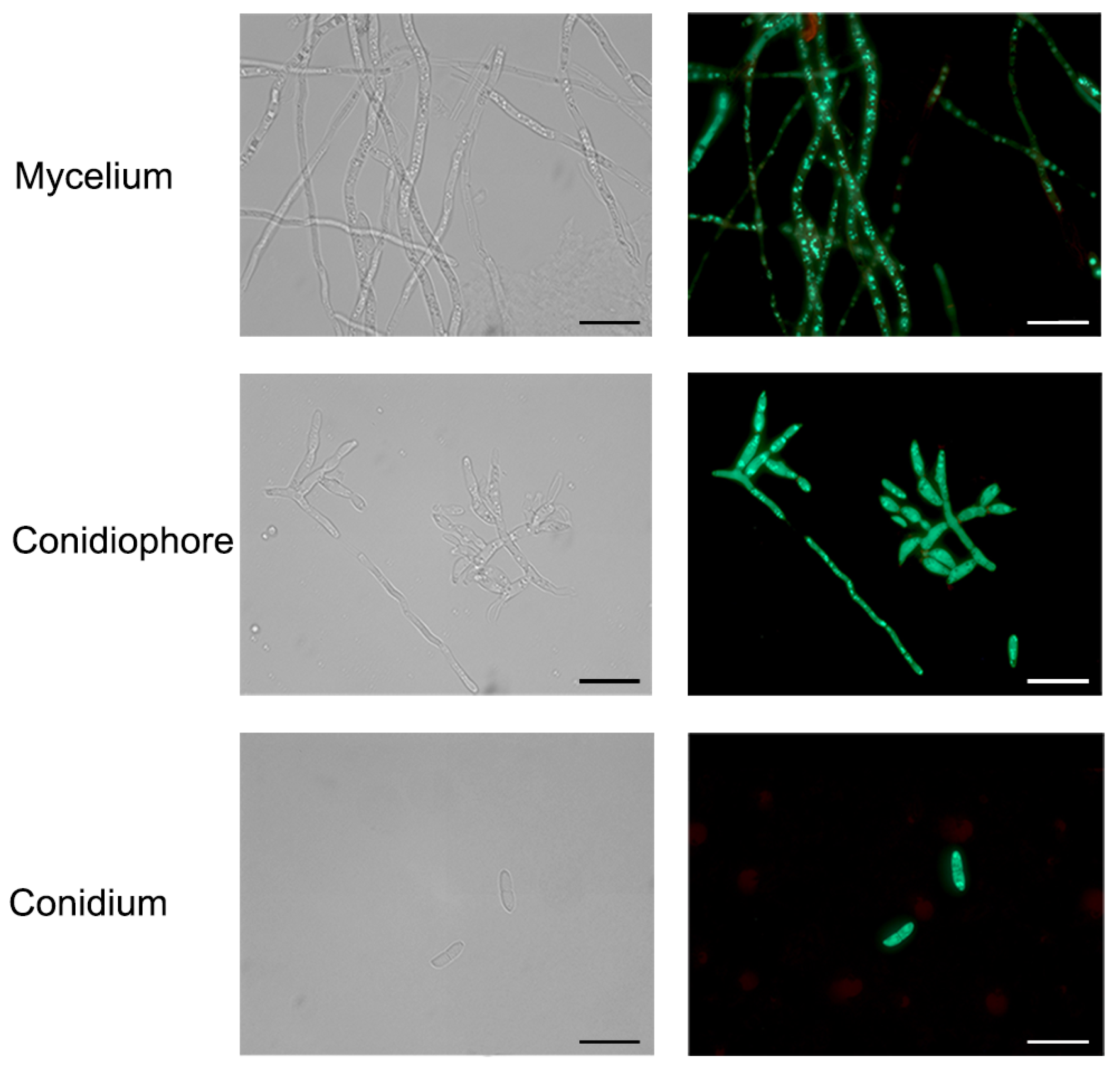 Microorganisms 12 02427 g004