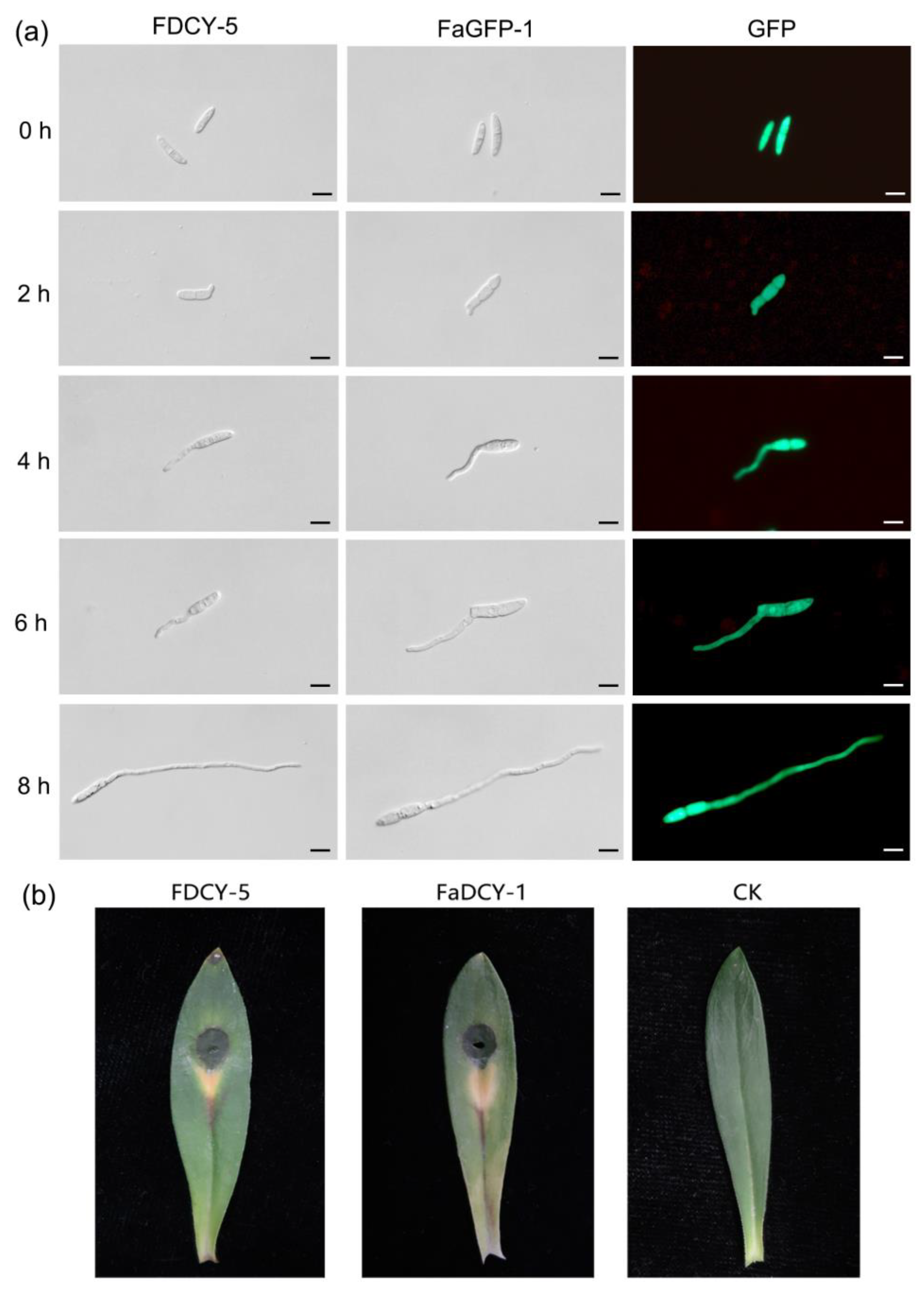 Microorganisms 12 02427 g006