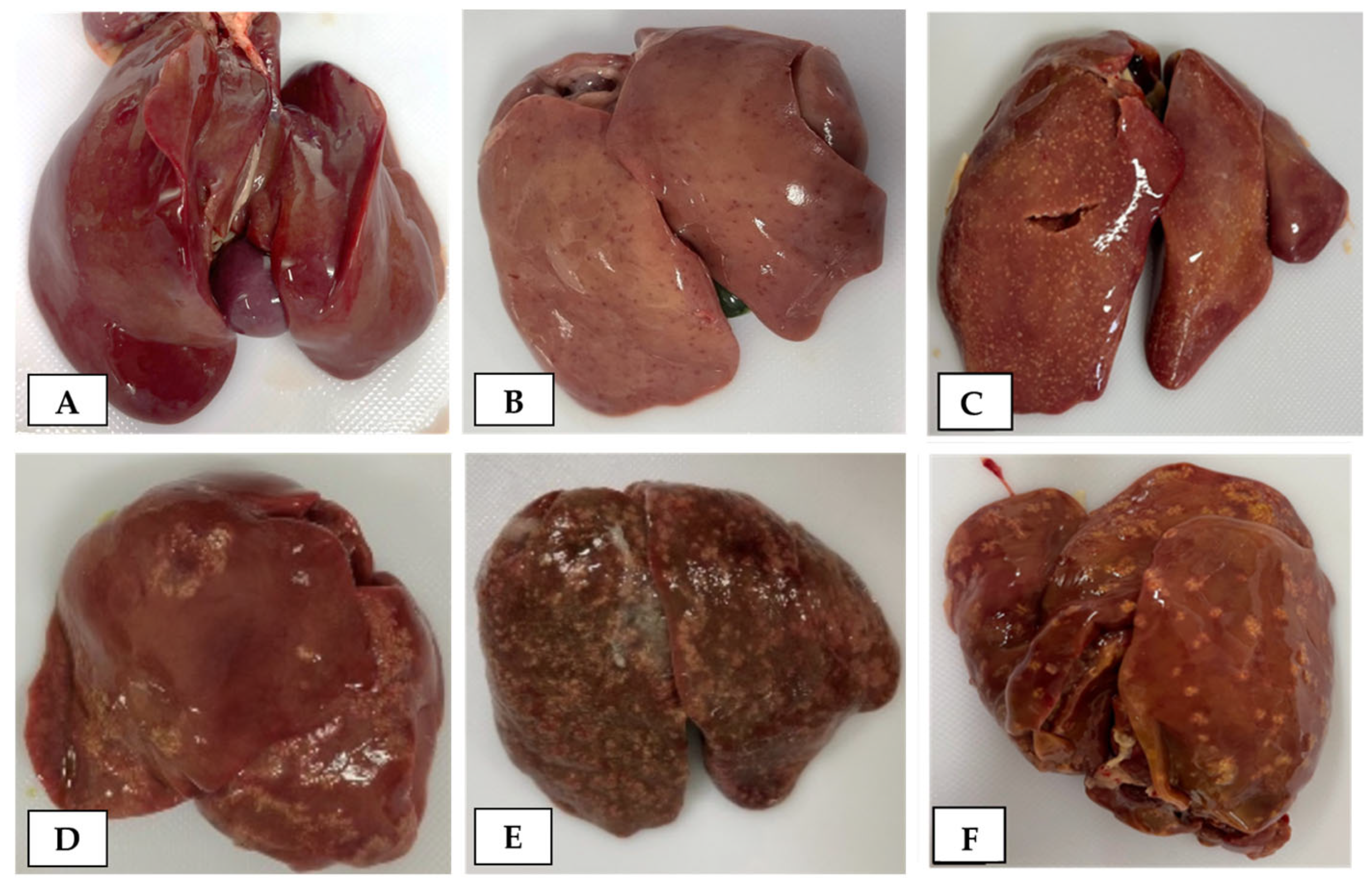 Microorganisms 12 02442 g001 Microorganisms 12 02442 g001