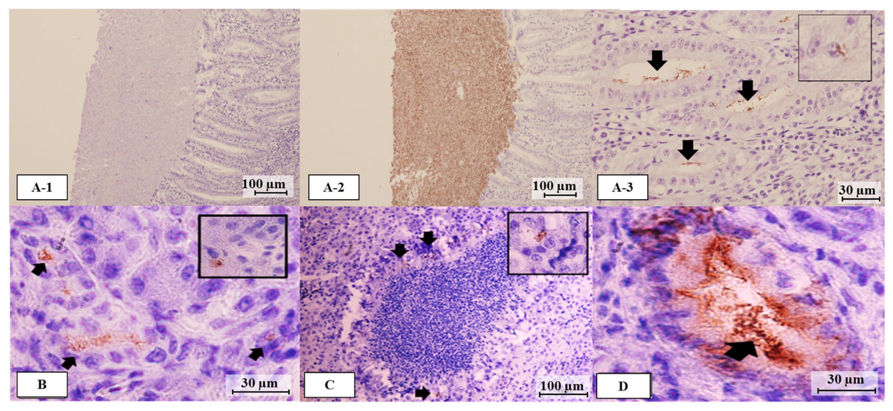 Microorganisms 12 02442 g004 Microorganisms 12 02442 g004