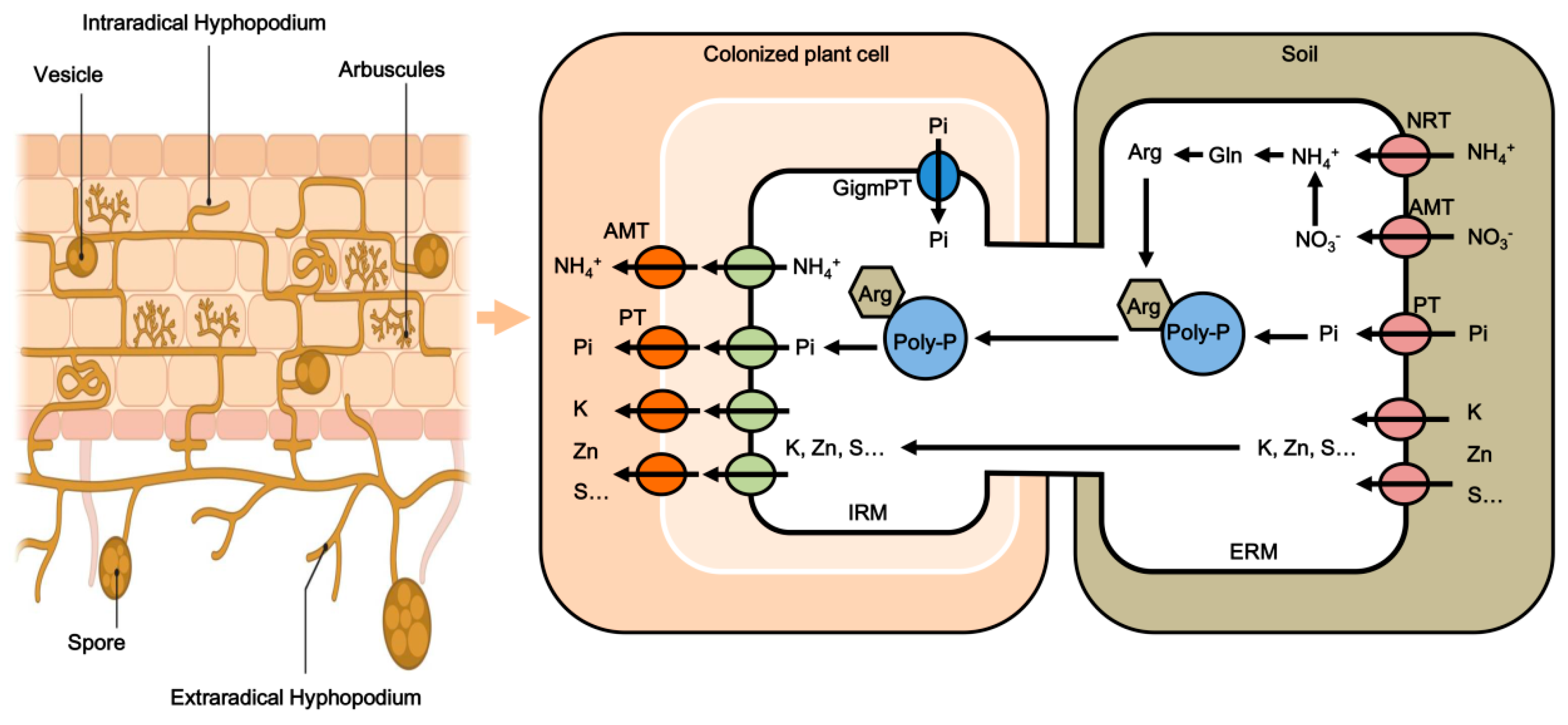 Microorganisms 12 02448 g001