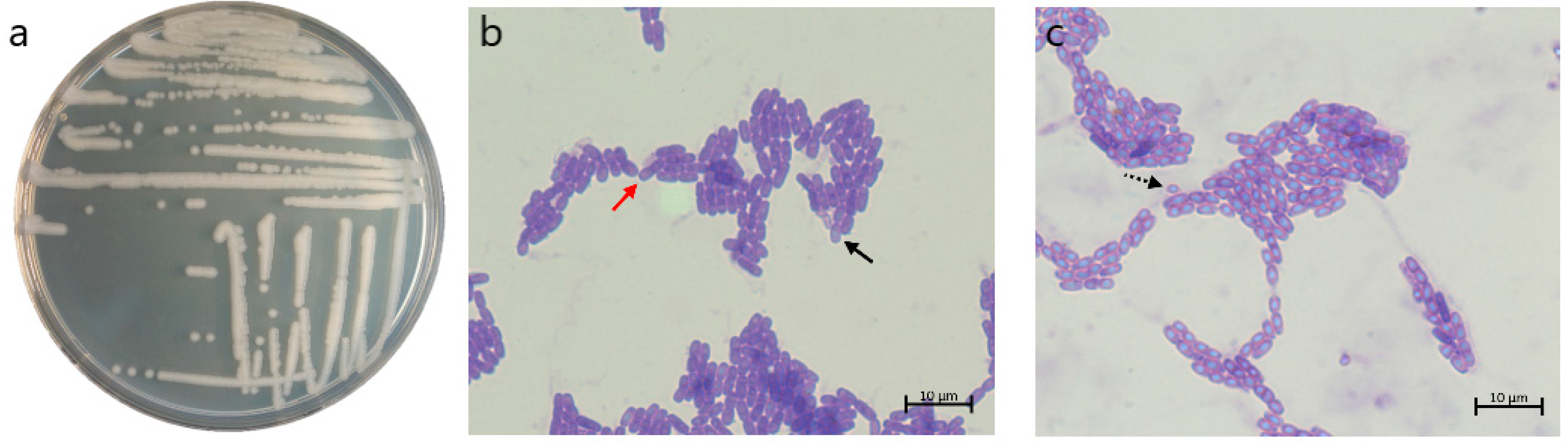Microorganisms 12 02450 g002