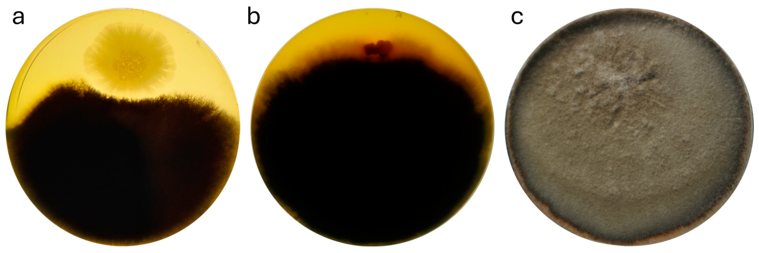 Microorganisms 12 02450 g004