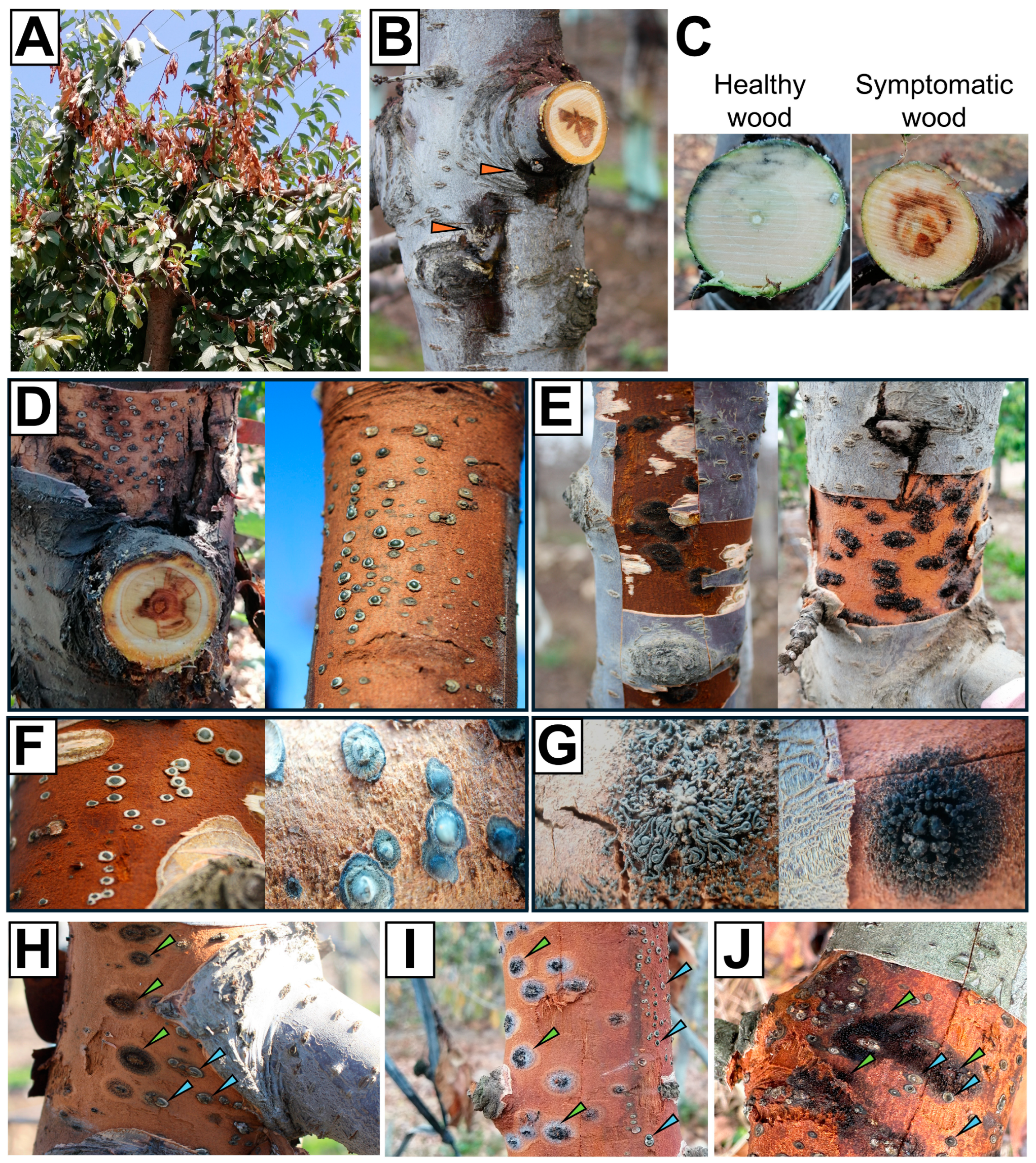 Microorganisms 12 02456 g001
