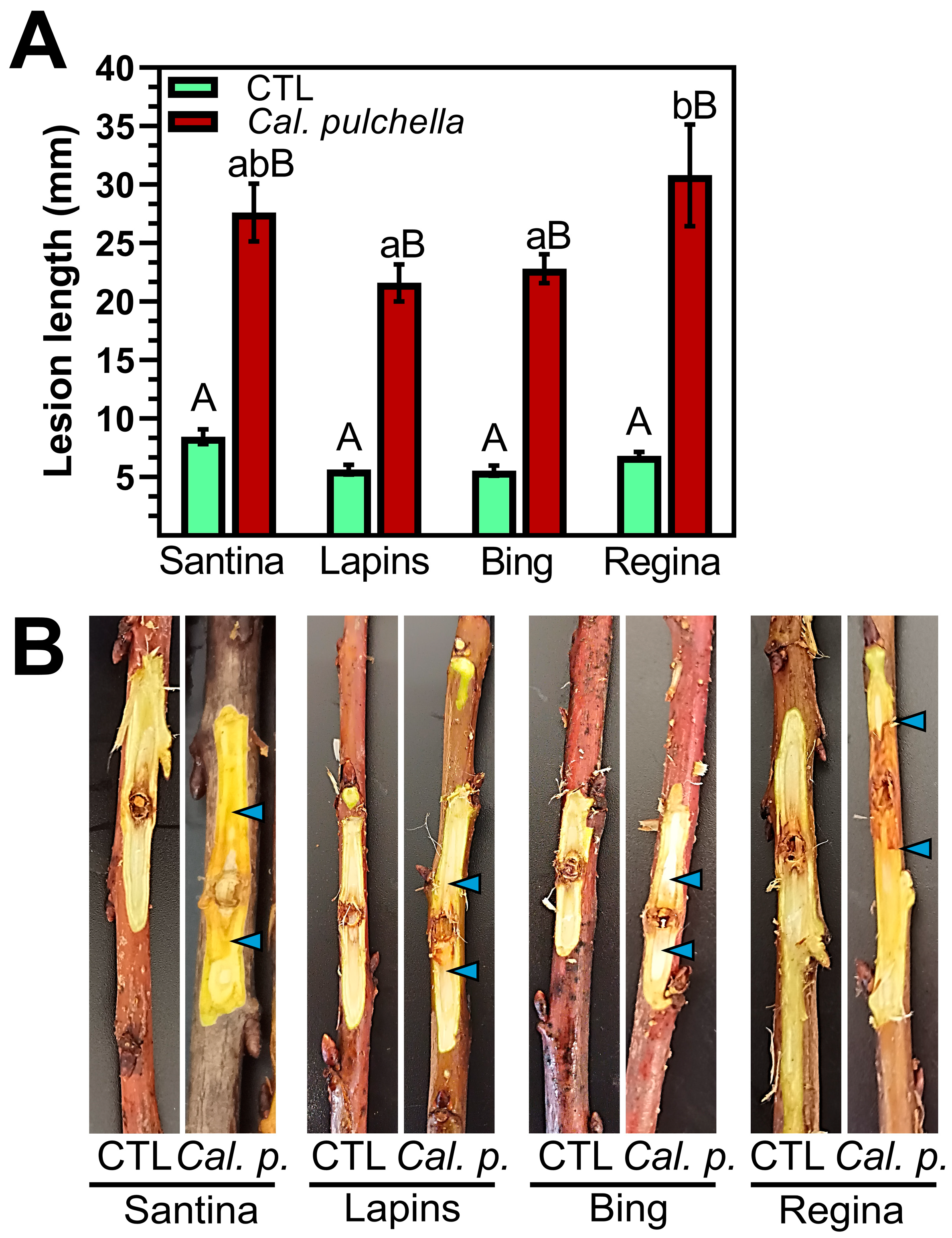 Microorganisms 12 02456 g004