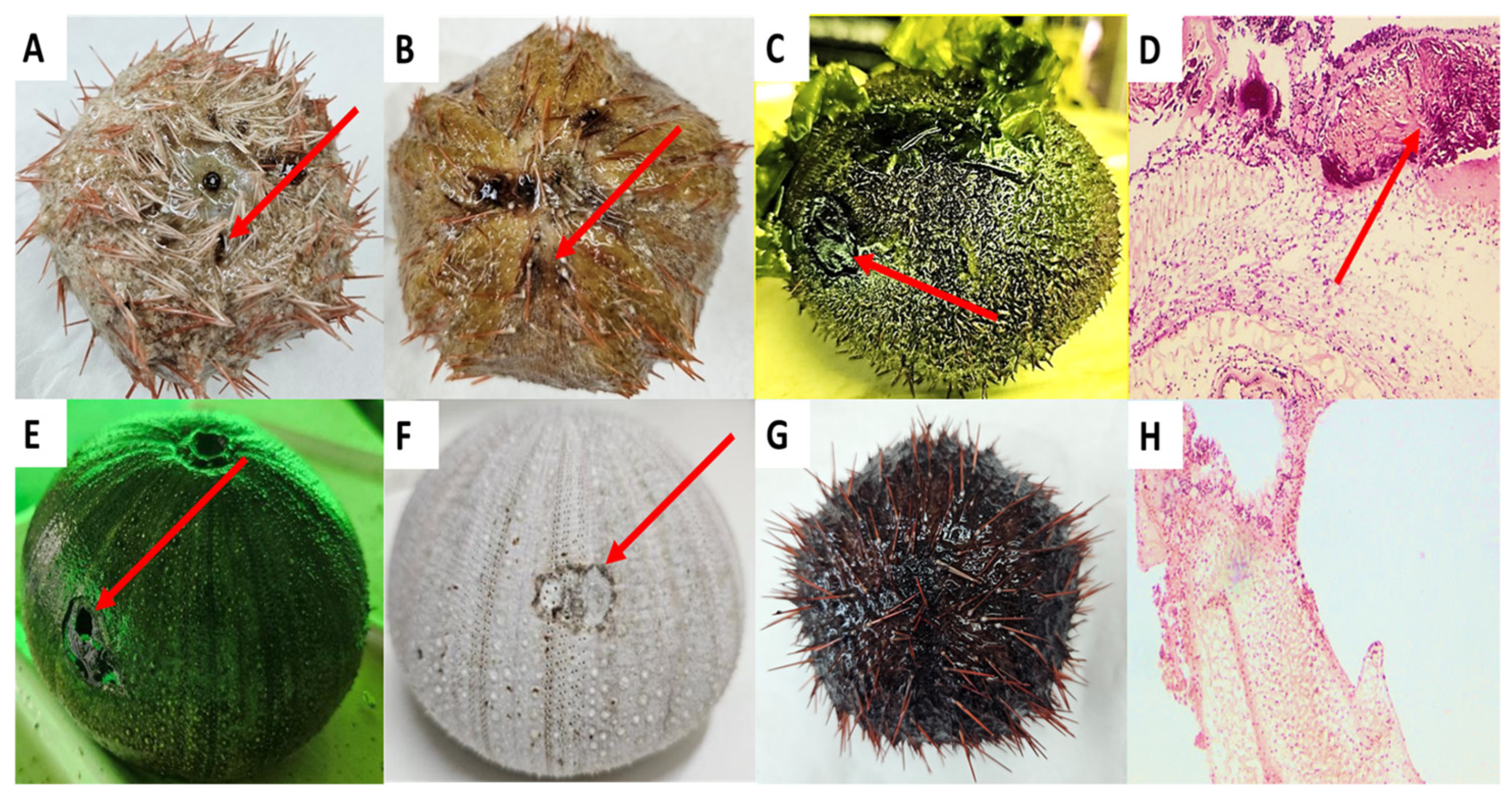 Microorganisms 12 02460 g001