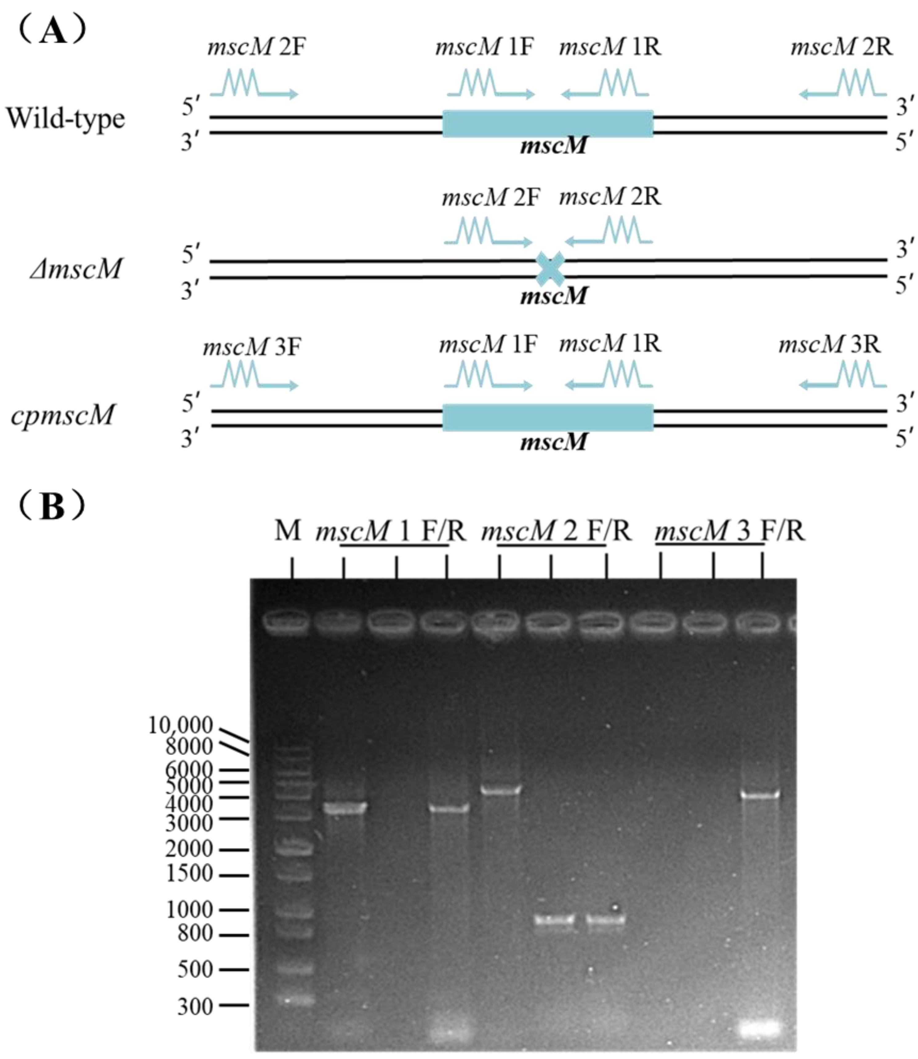 Microorganisms 12 02464 g001