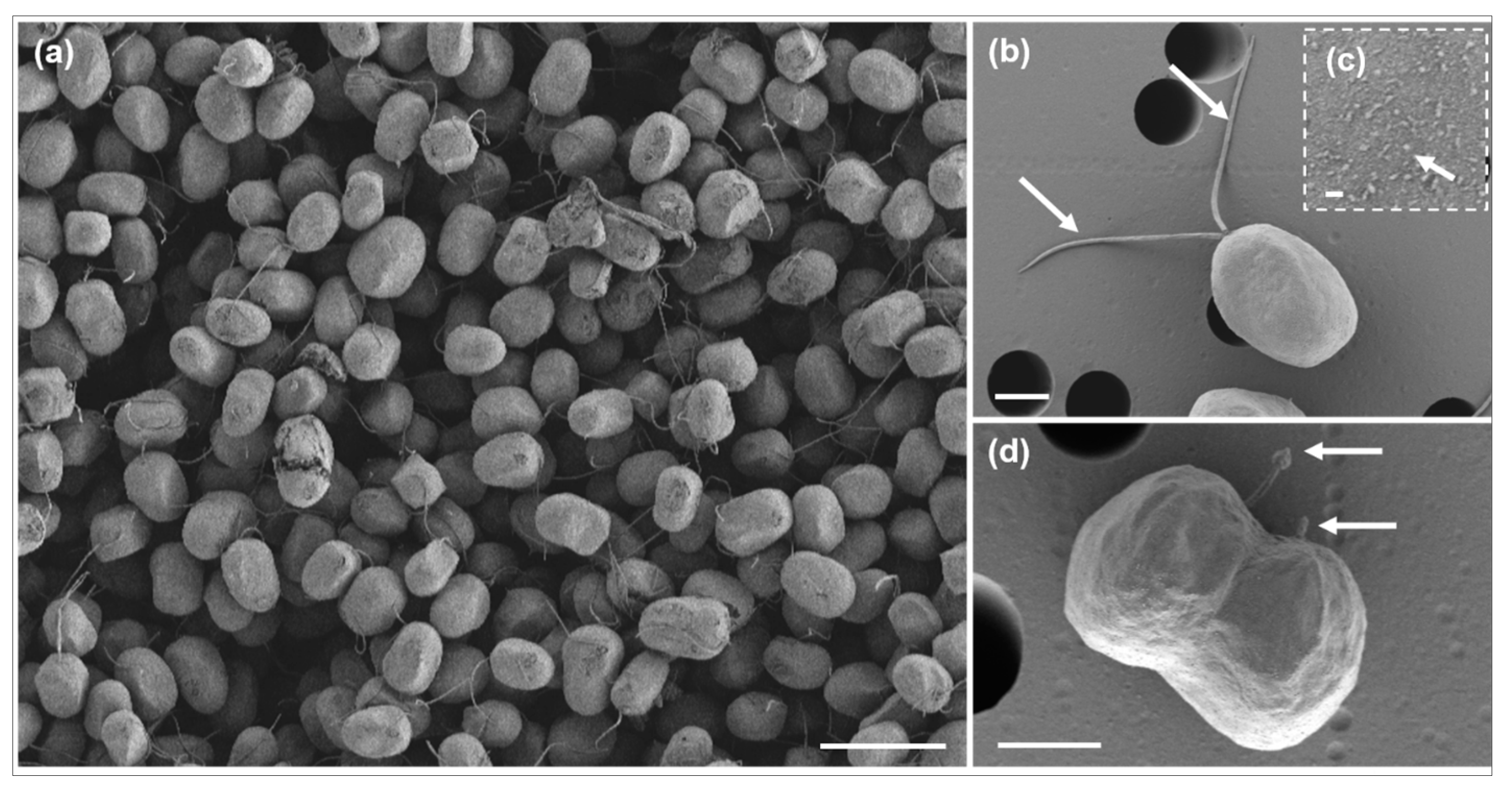 Microorganisms 12 02467 g003
