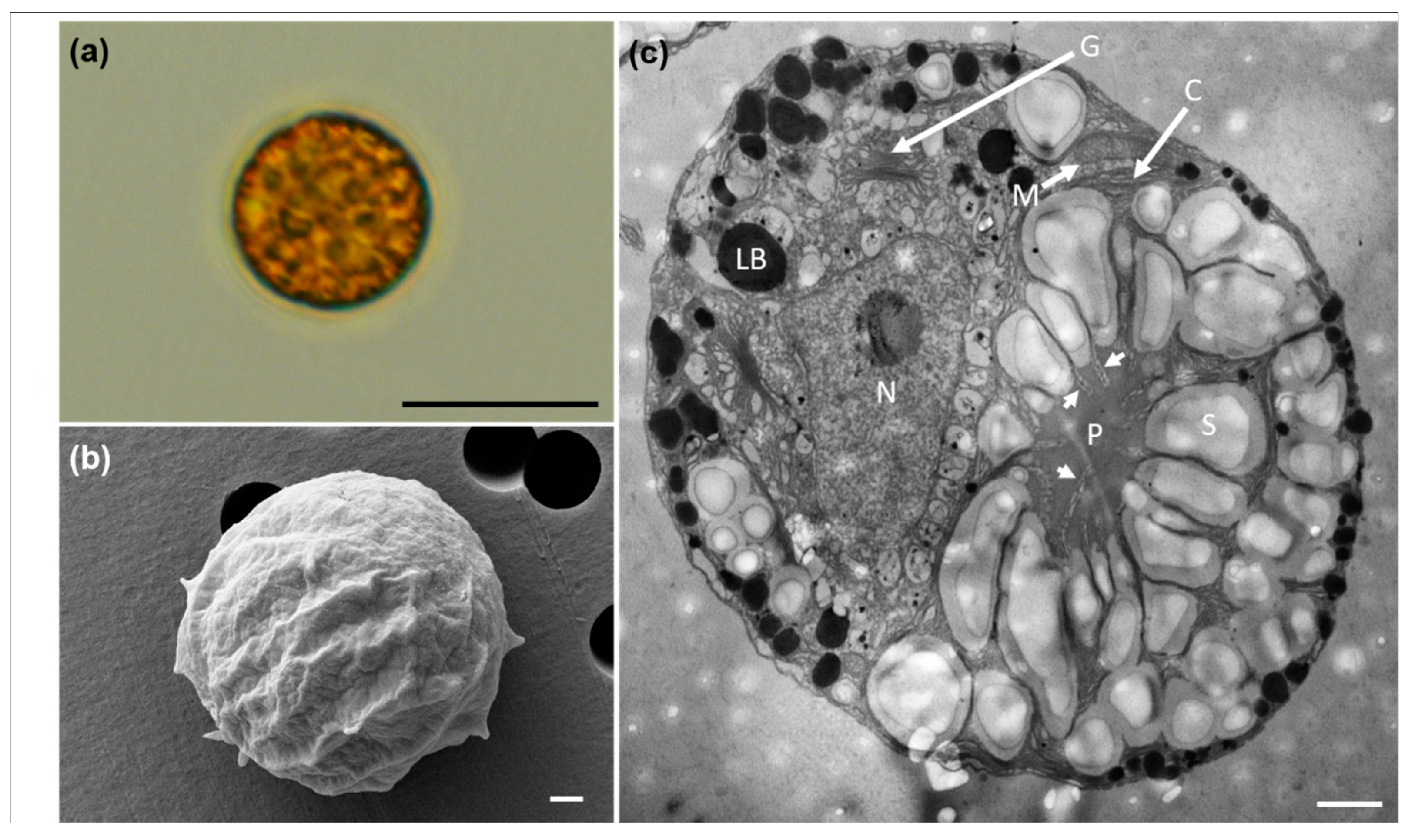 Microorganisms 12 02467 g005