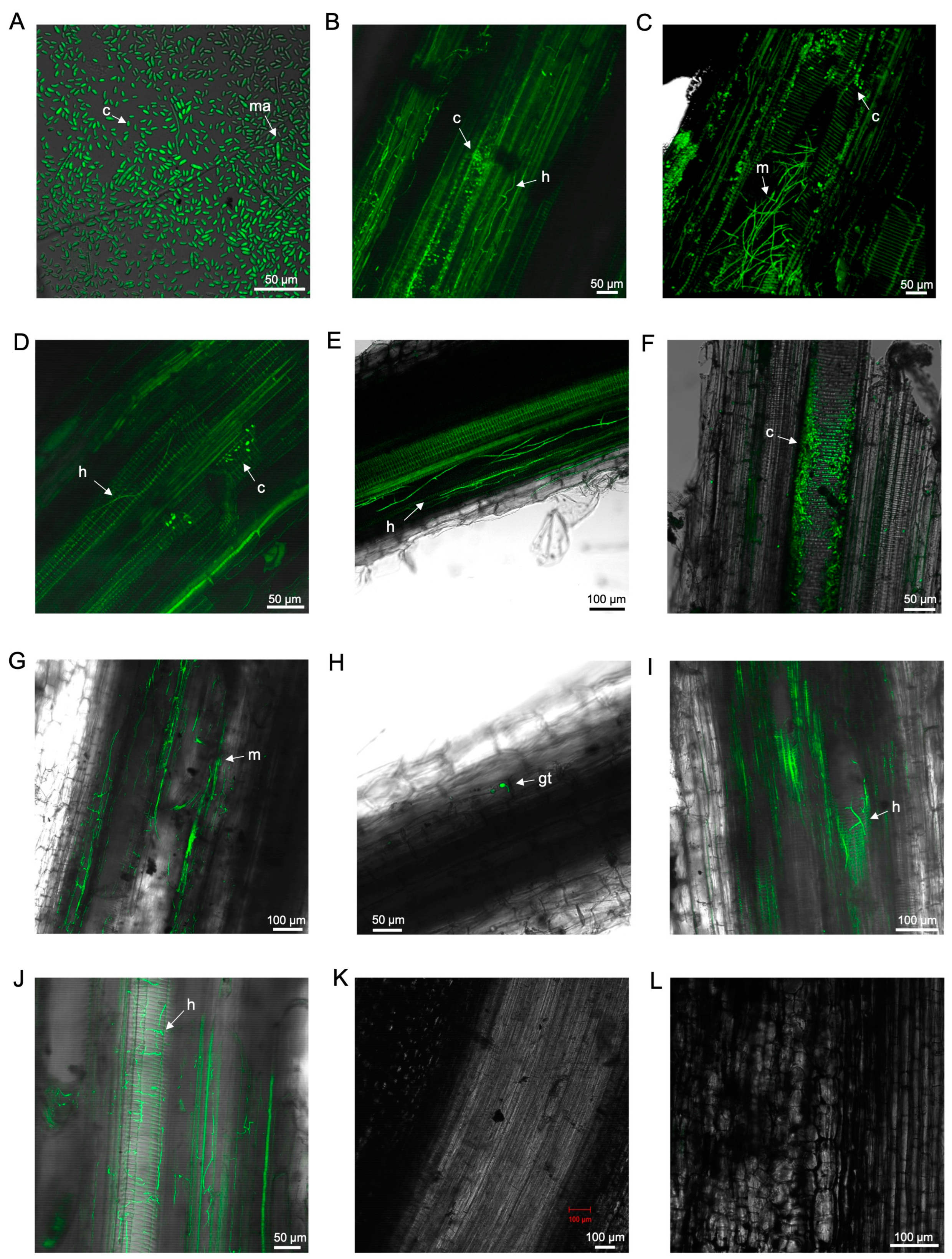 Microorganisms 12 02472 g001