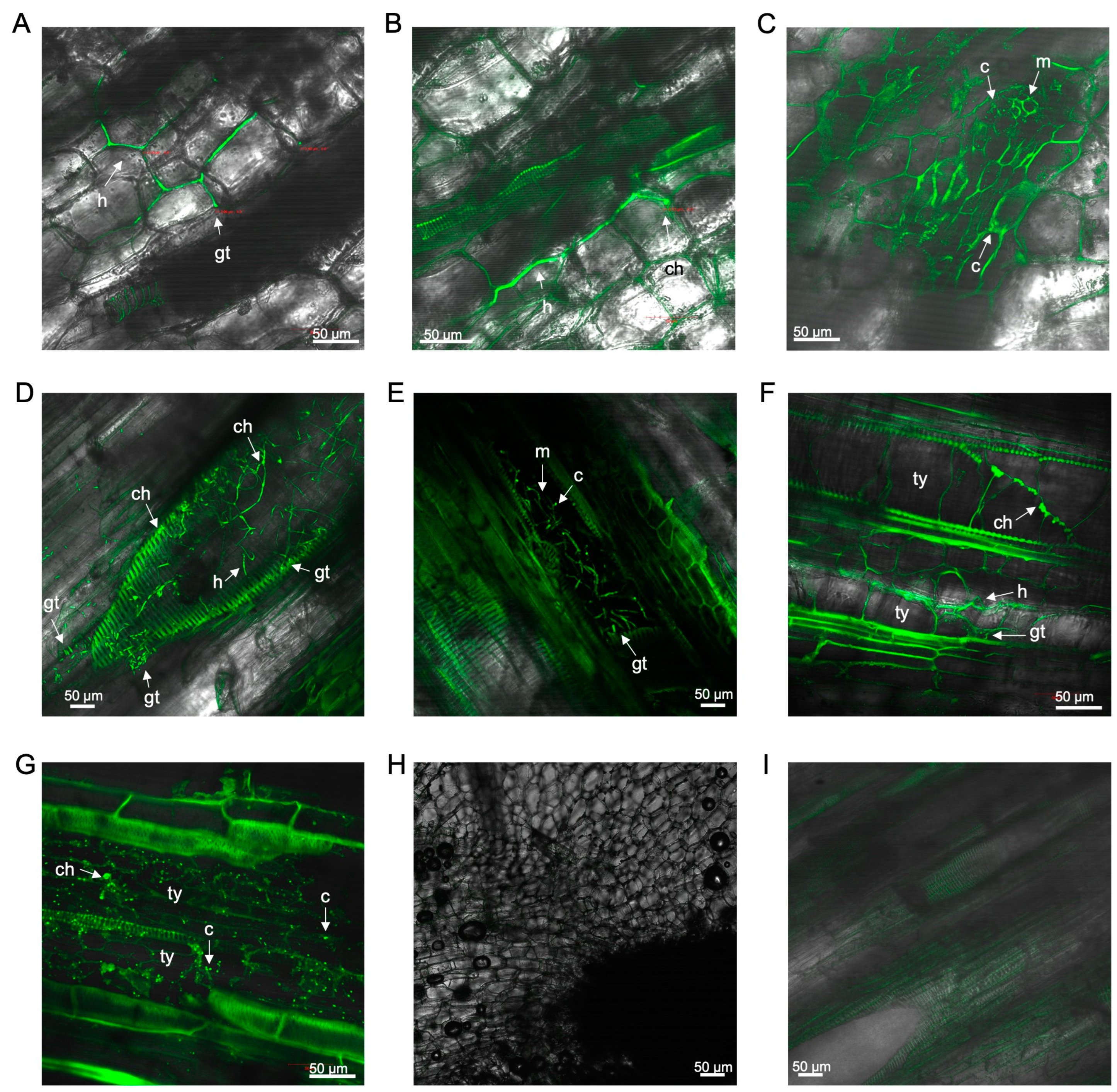 Microorganisms 12 02472 g003