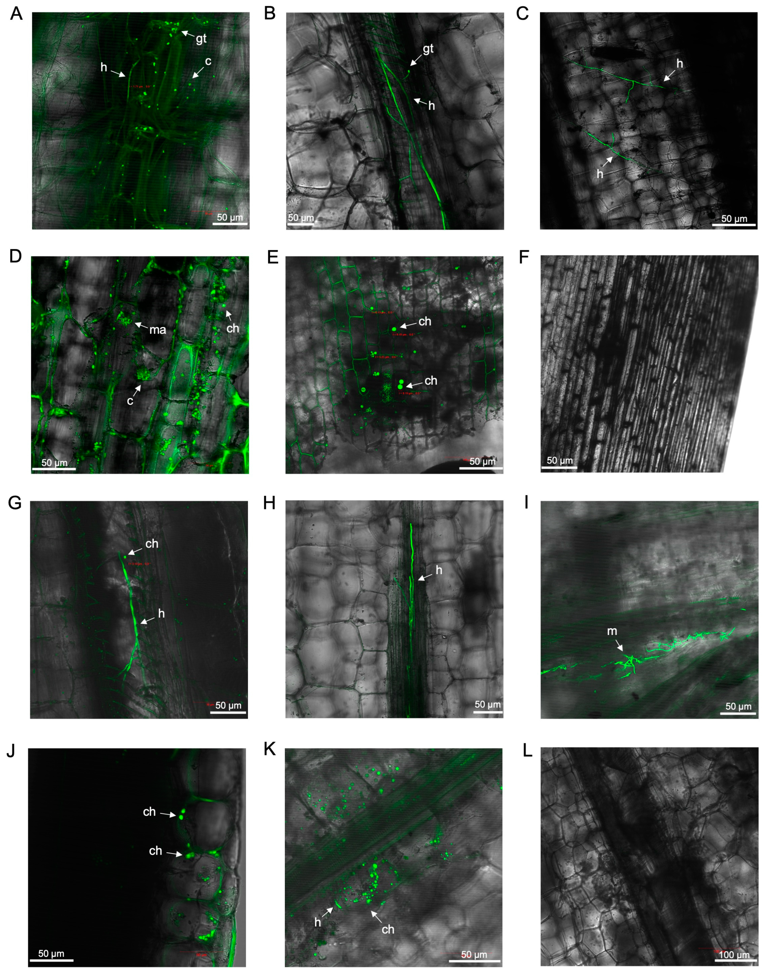 Microorganisms 12 02472 g004