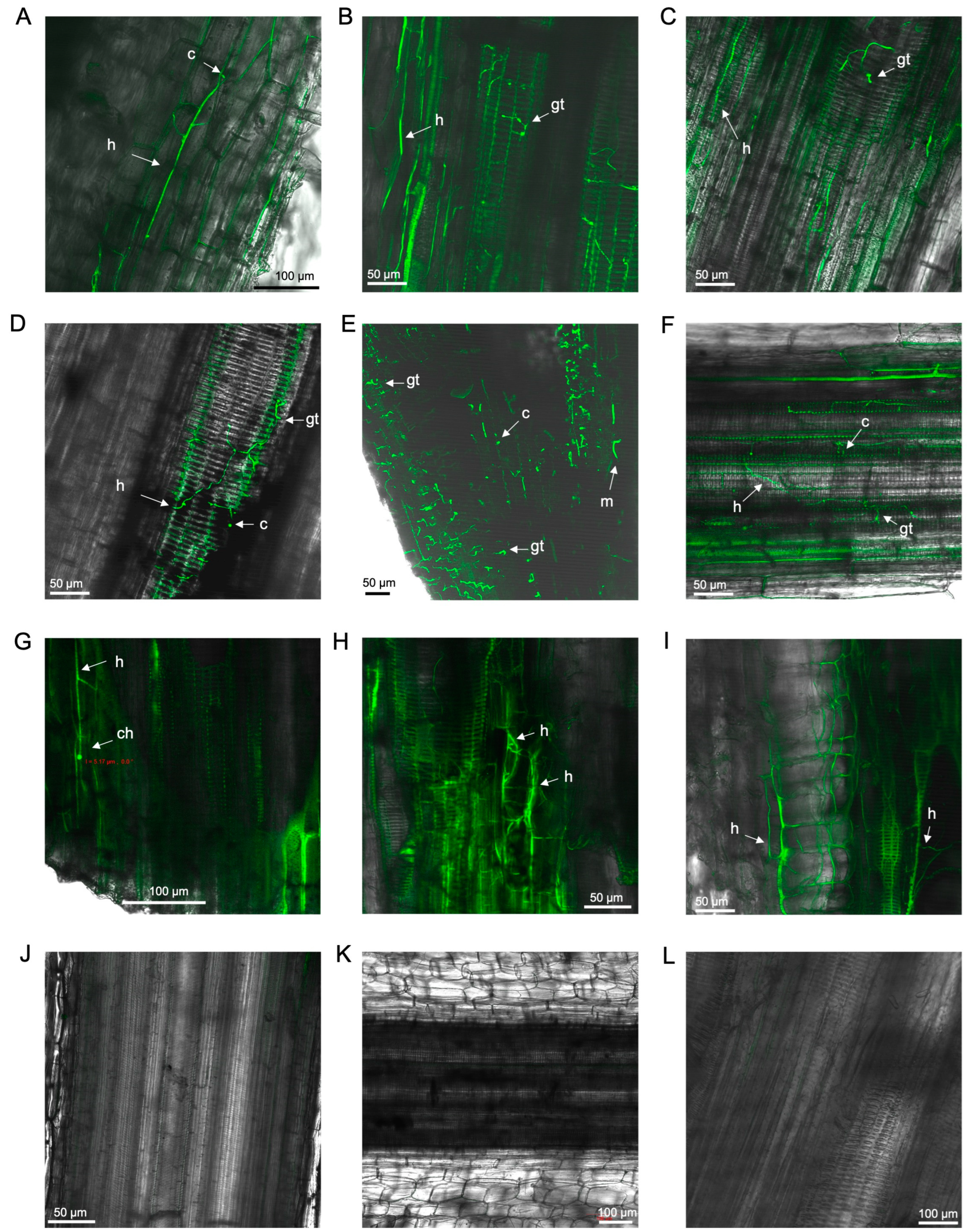 Microorganisms 12 02472 g005