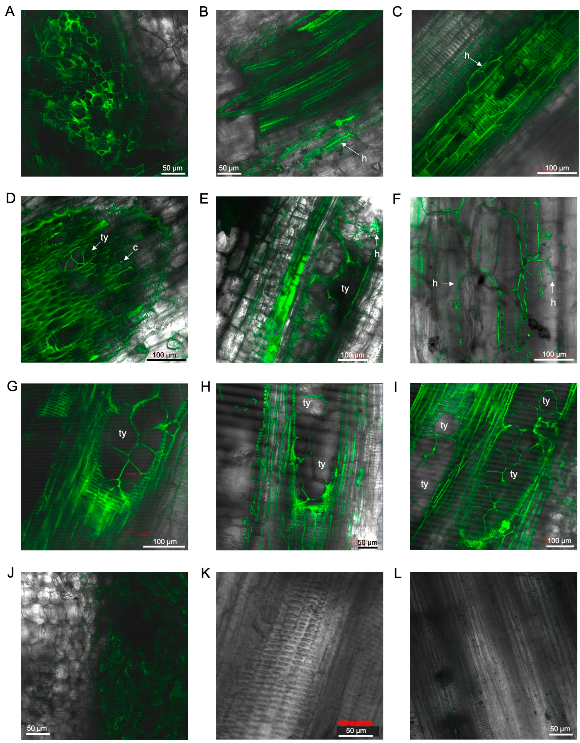 Microorganisms 12 02472 g006