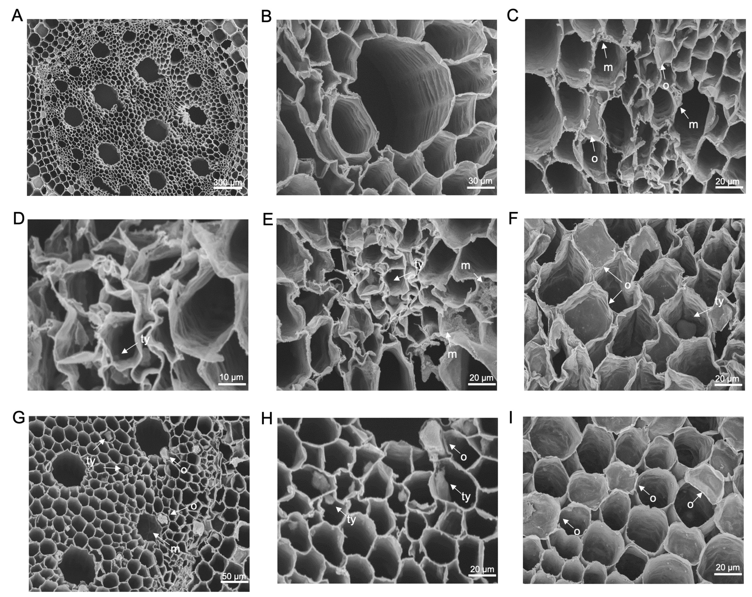 Microorganisms 12 02472 g008