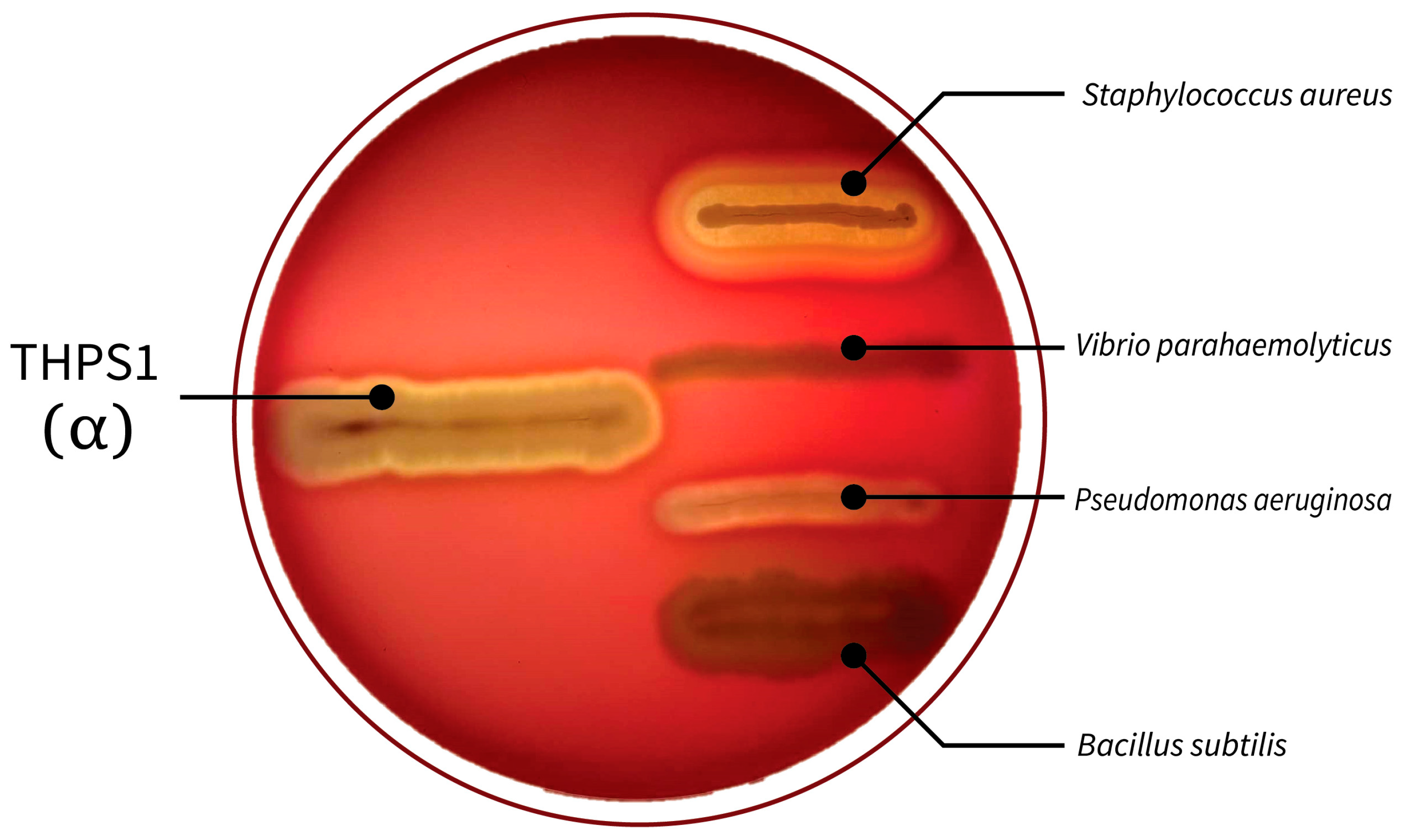 Microorganisms 12 02476 g001 Microorganisms 12 02476 g001
