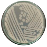 Microorganisms 12 02476 i001 Microorganisms 12 02476 i001