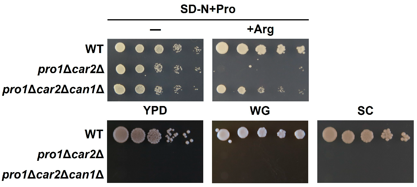 The Yeast F-Box Protein Met30 Regulates Proline Utilization ...
